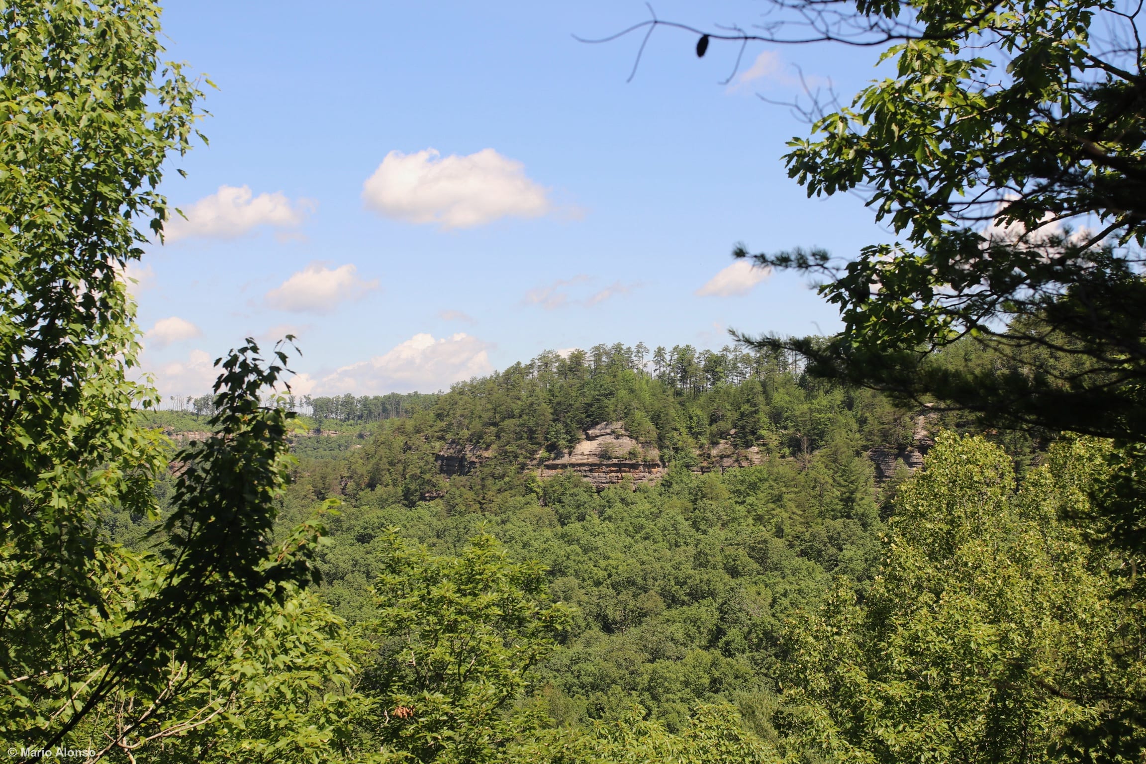 Daniel Boone Forest Beauty