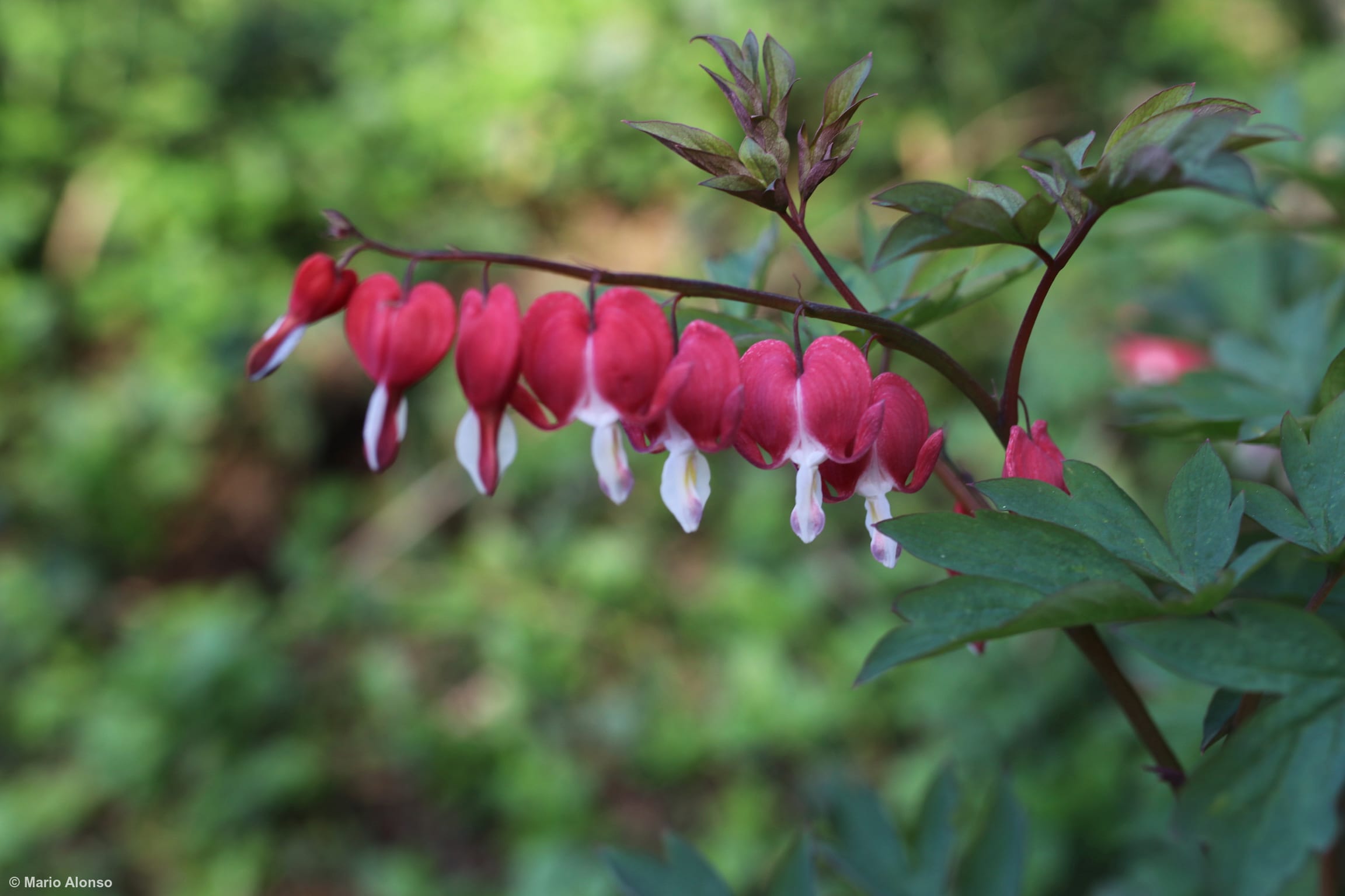 Bleeding Heart Blossoms