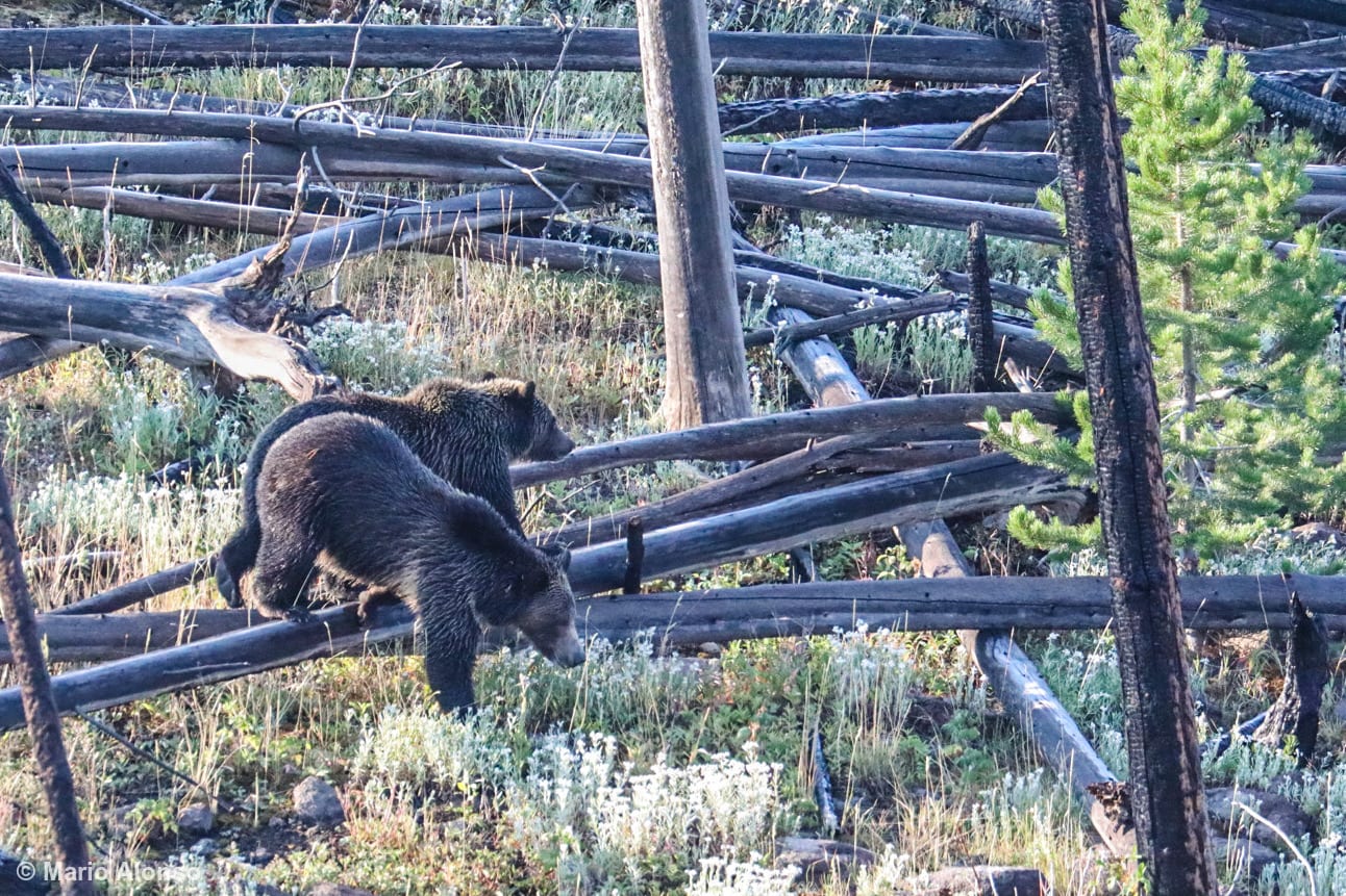 Grizzly Bears on the Move