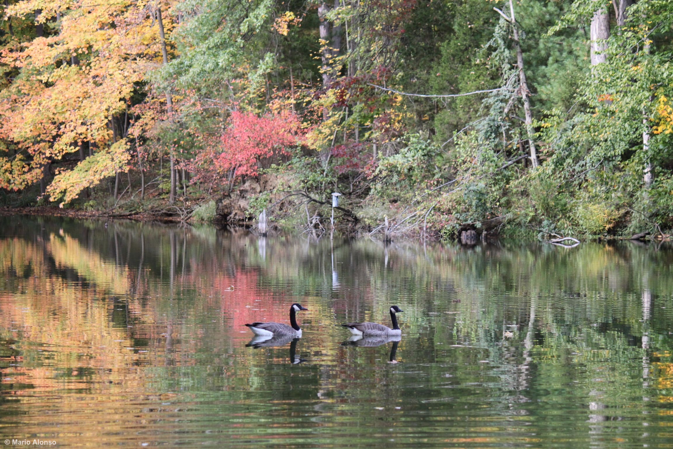 Canada Geese in Autumn