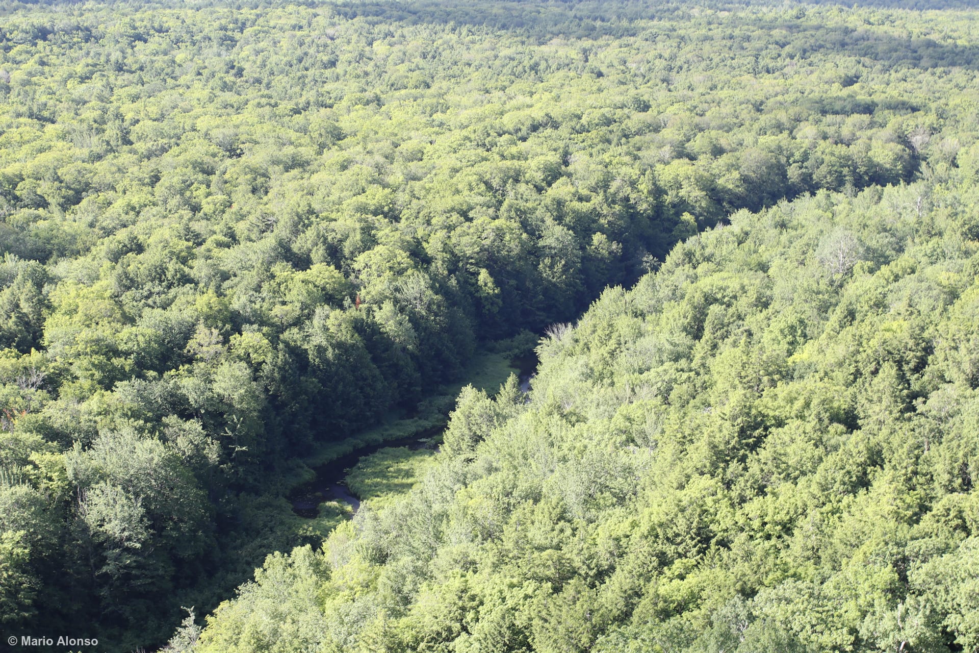 Big Carp River from Escarpment Trail