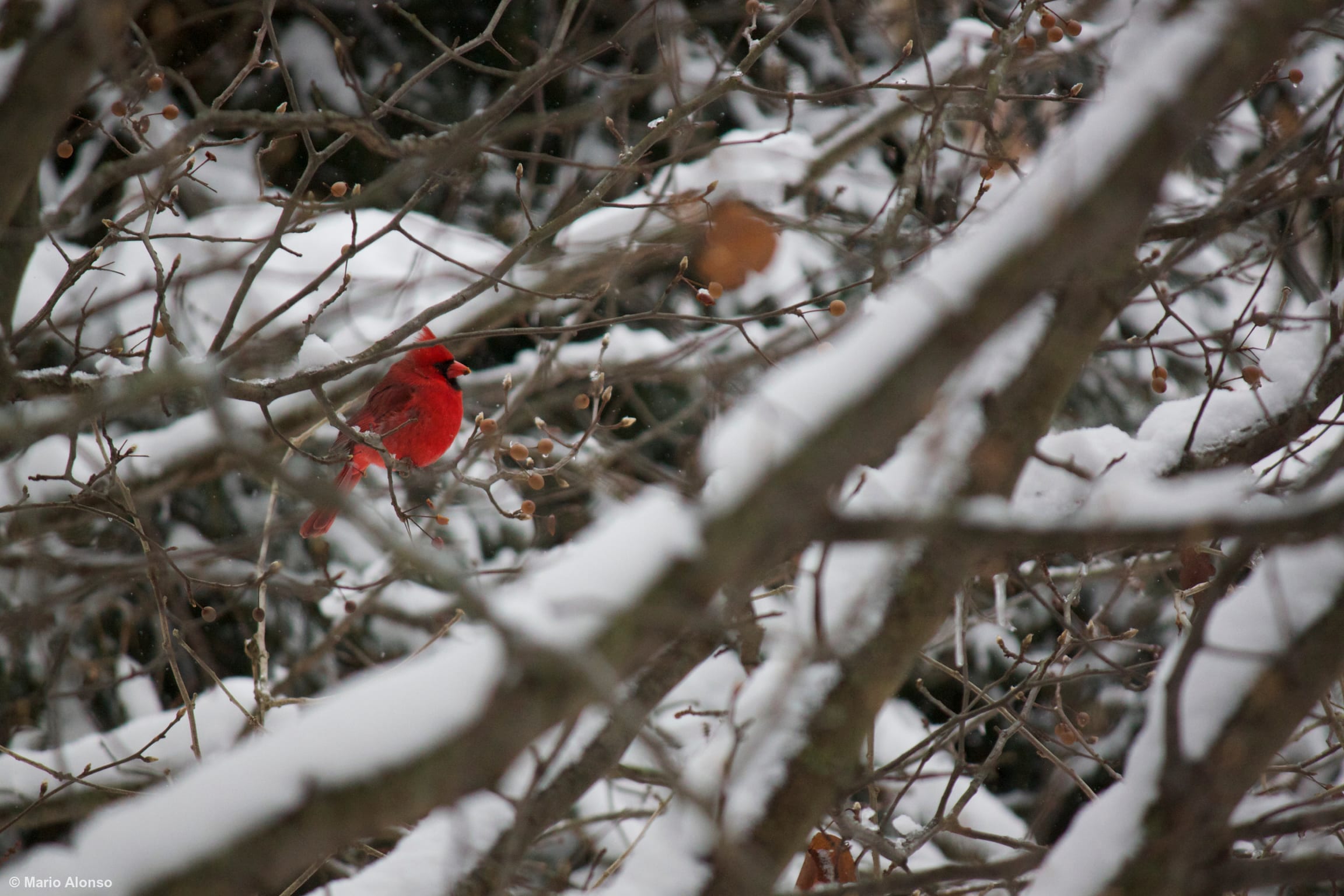Northern cardinal