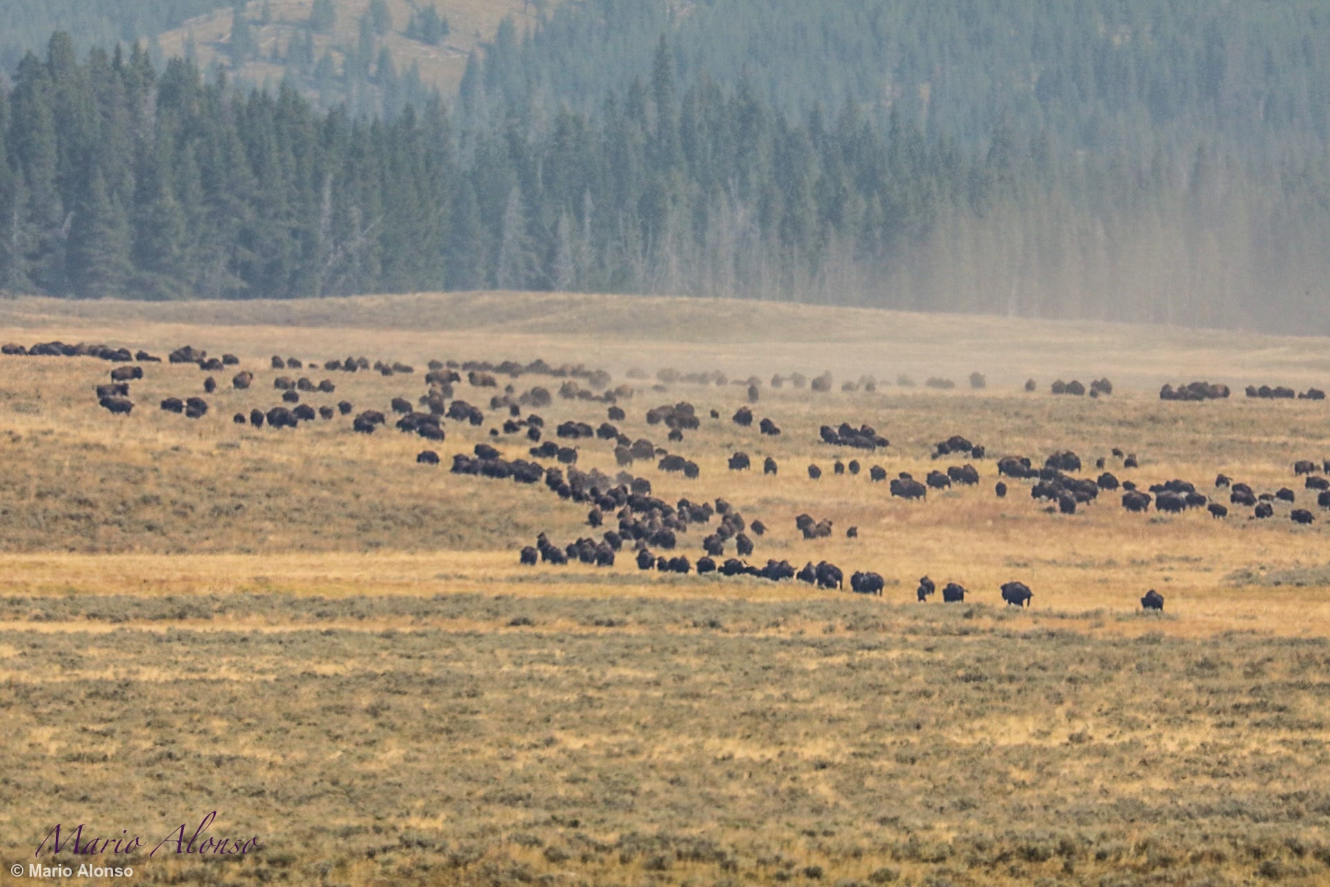 American bison Running 2