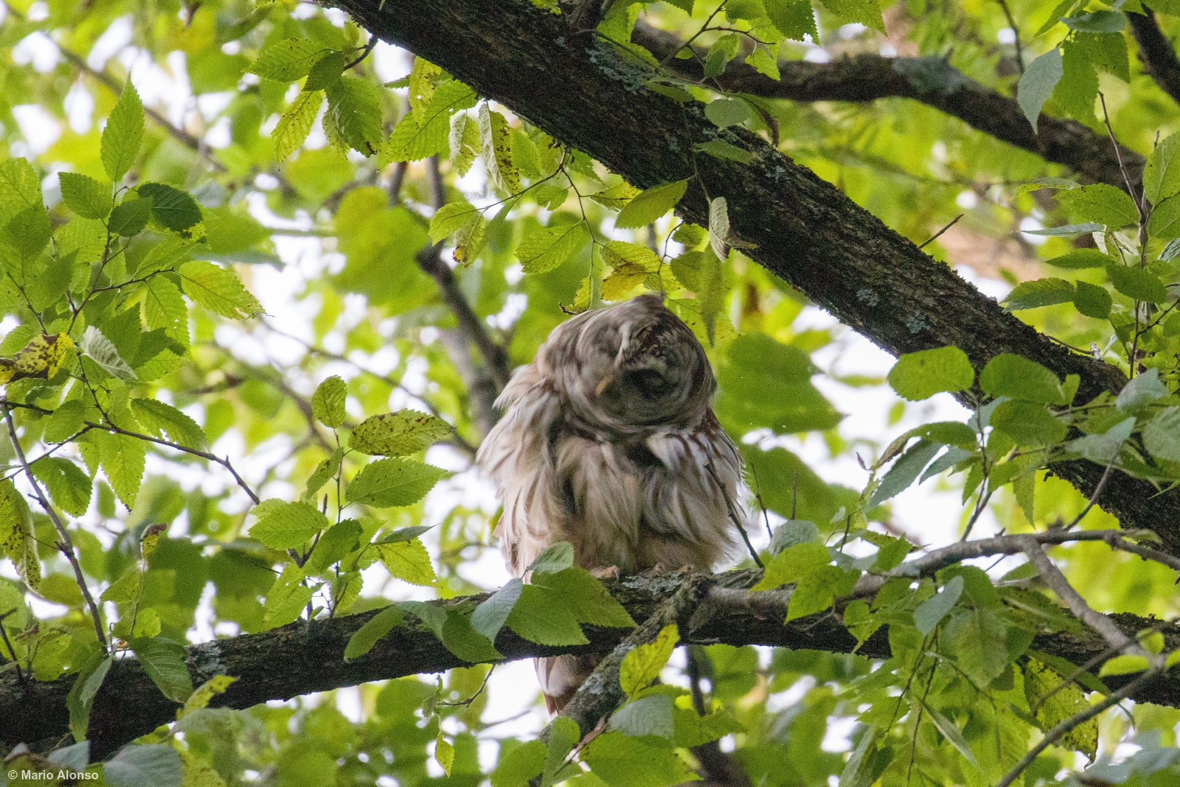 Barred Owl 4