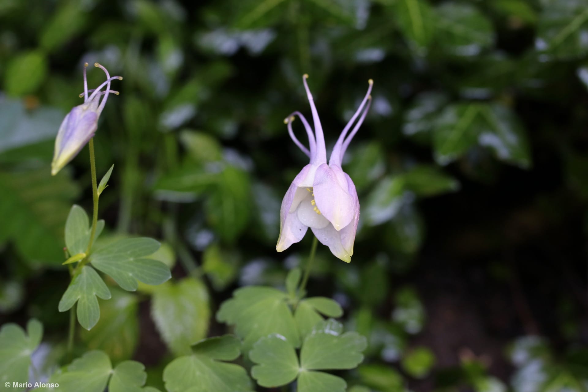 Garden Columbine Bloom