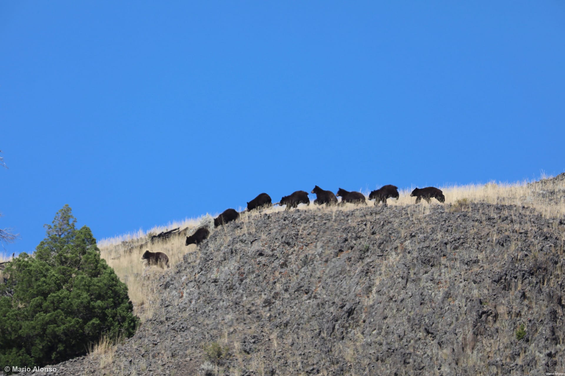 Black Bear on the Run