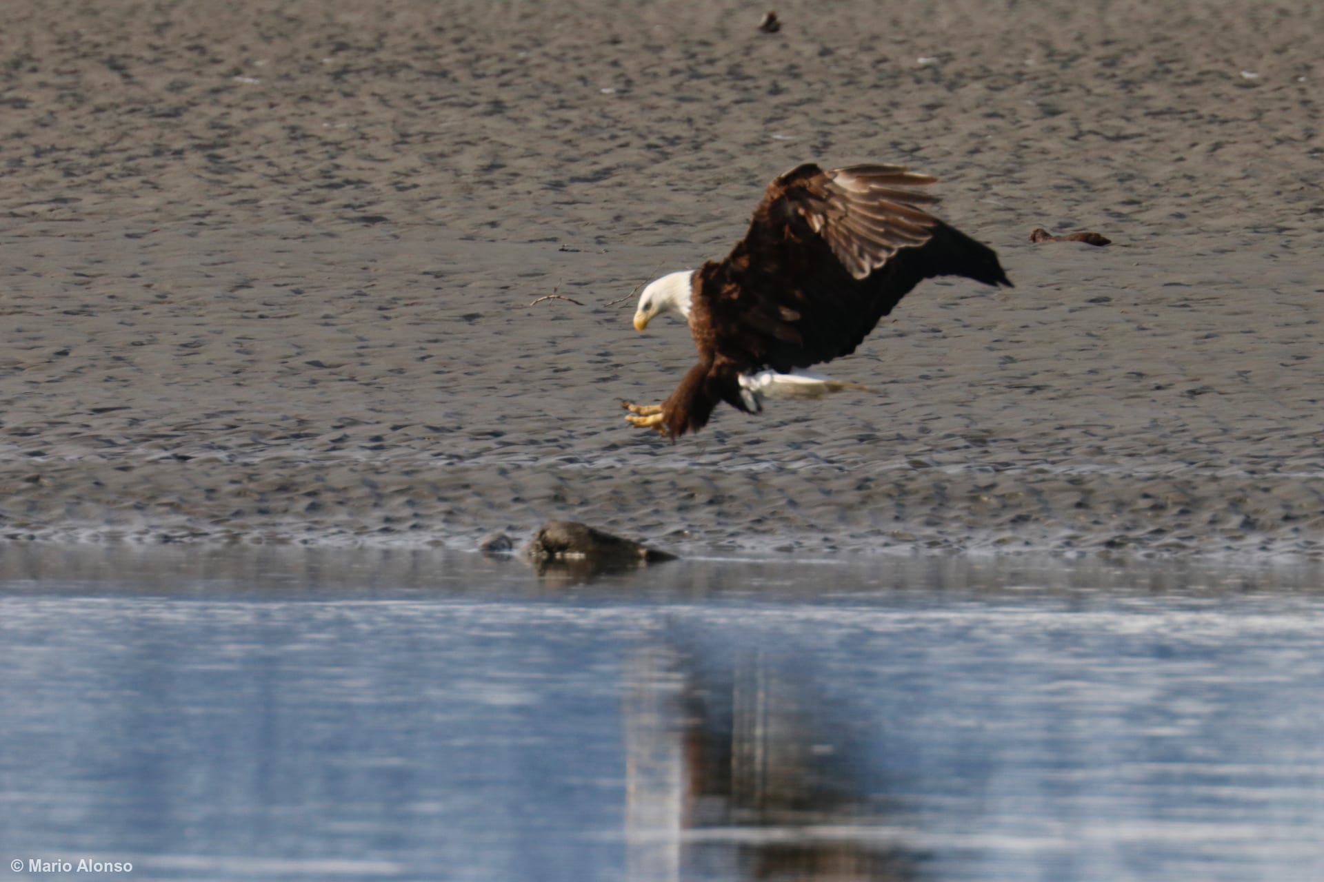 Bald Eagle Landing Approach
