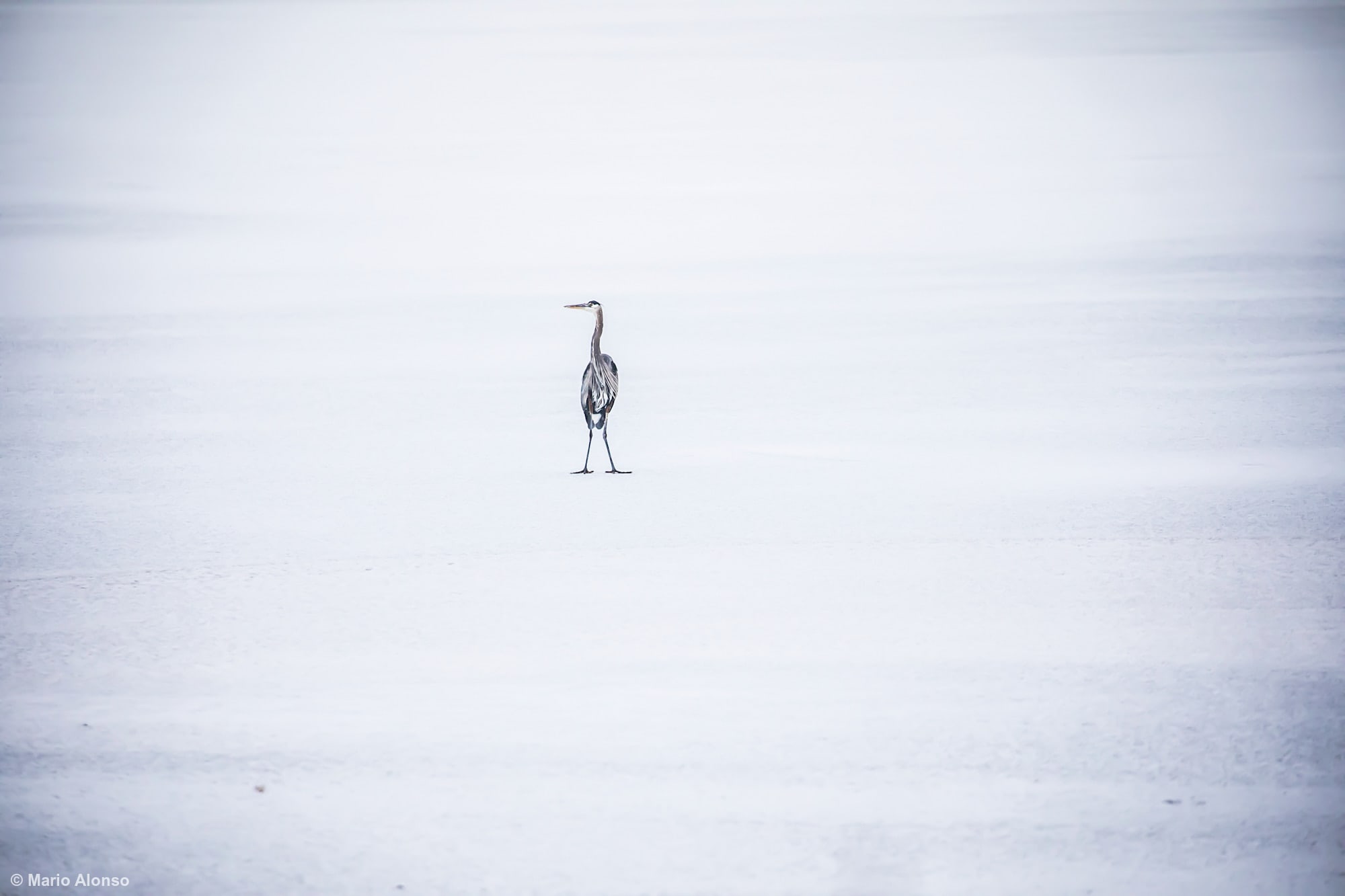 Great Blue Heron on Ice