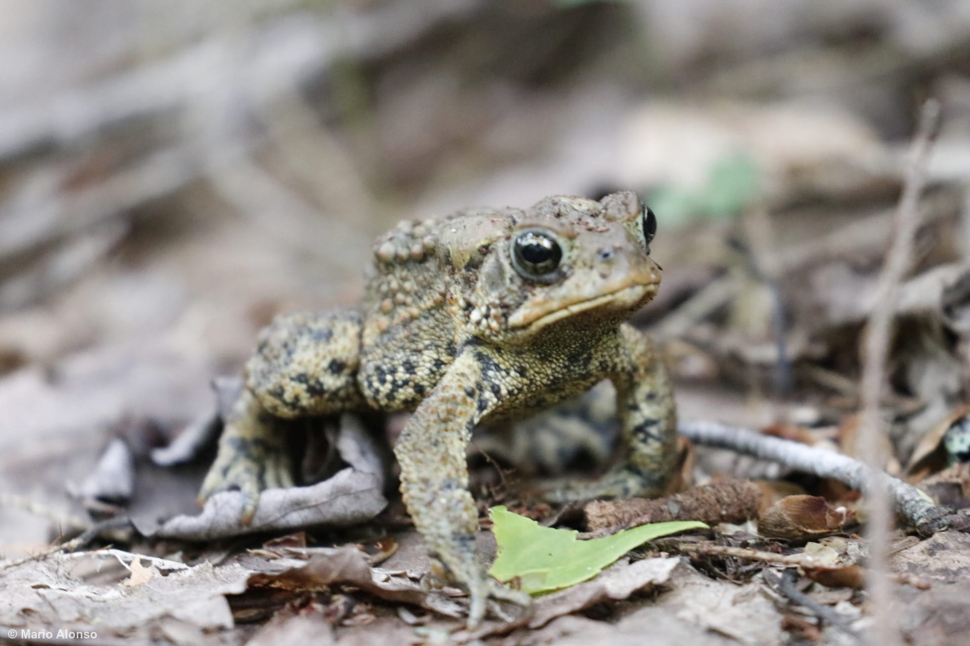 American Toad on the Trail