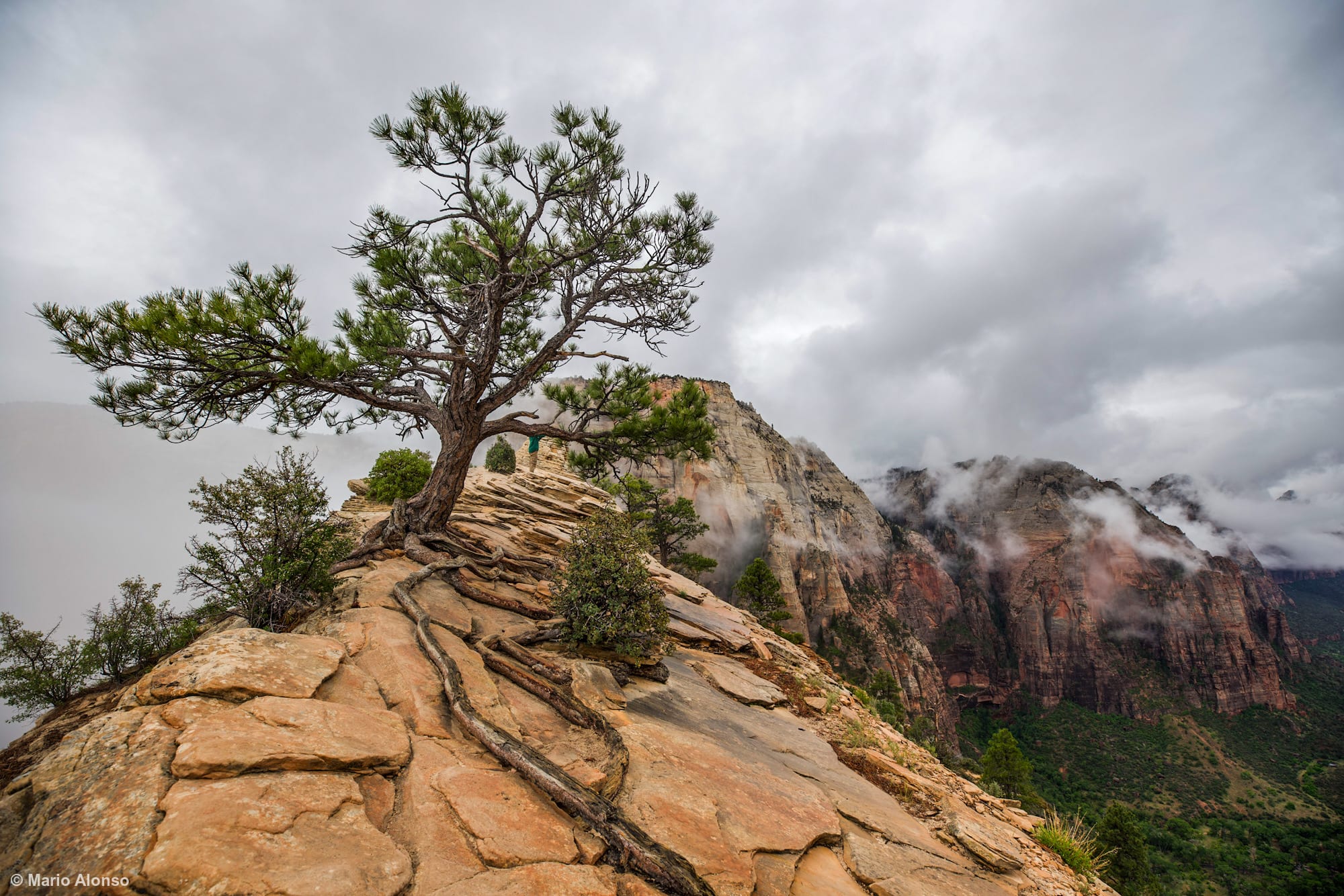 Ponderosa Pine at Angel's Landing