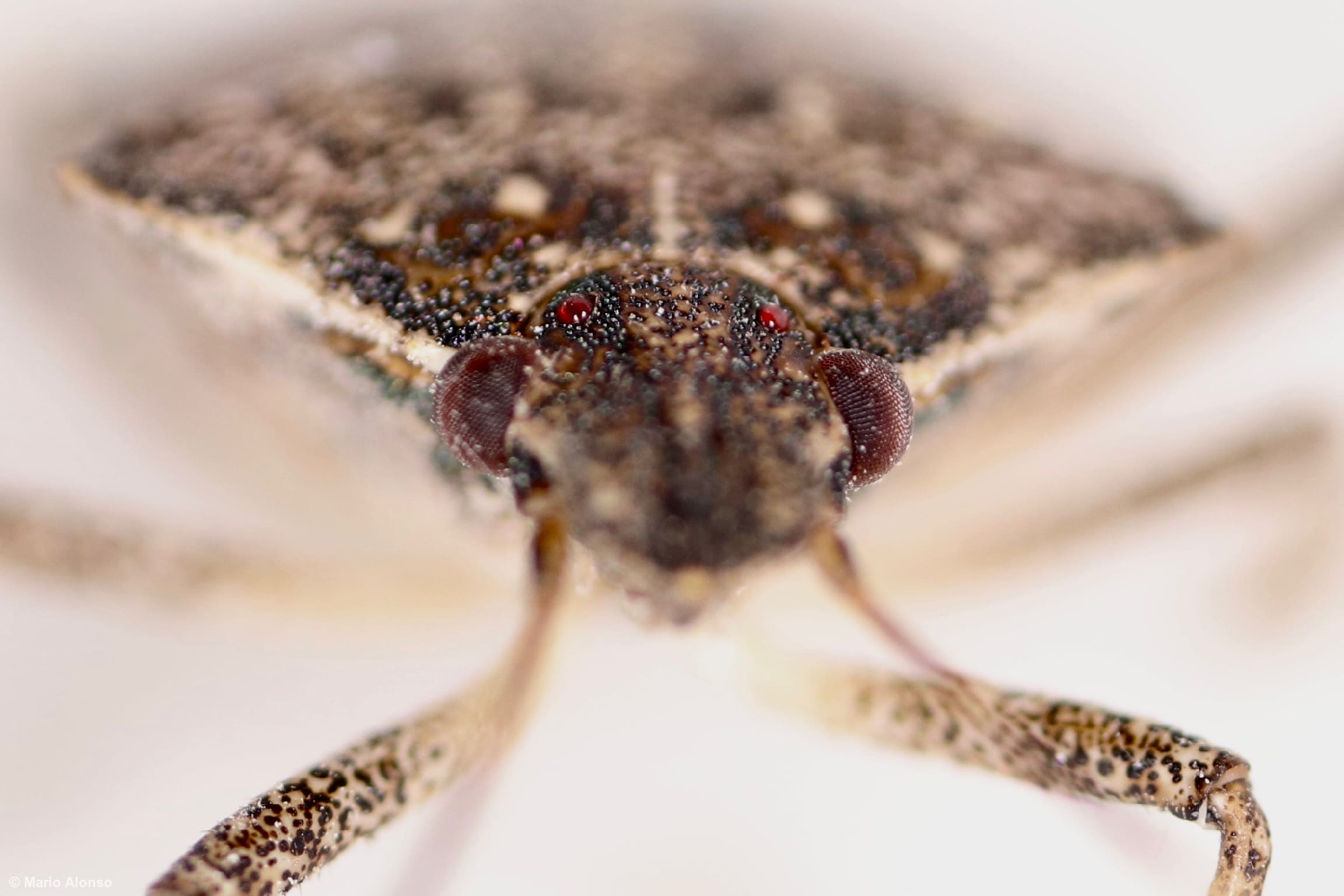 Stink Bug Jeweled Eyes
