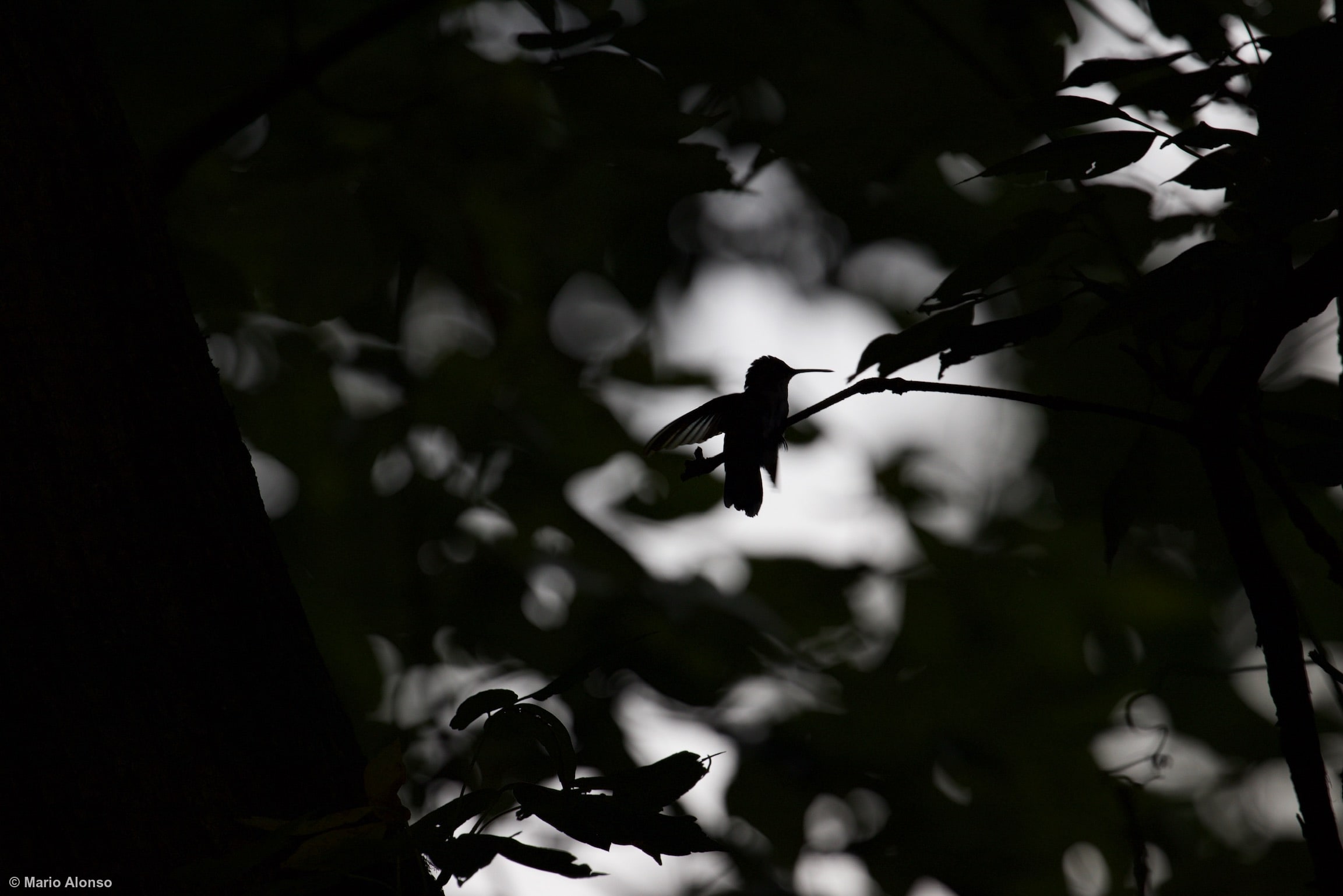 Hummingbird at Dusk