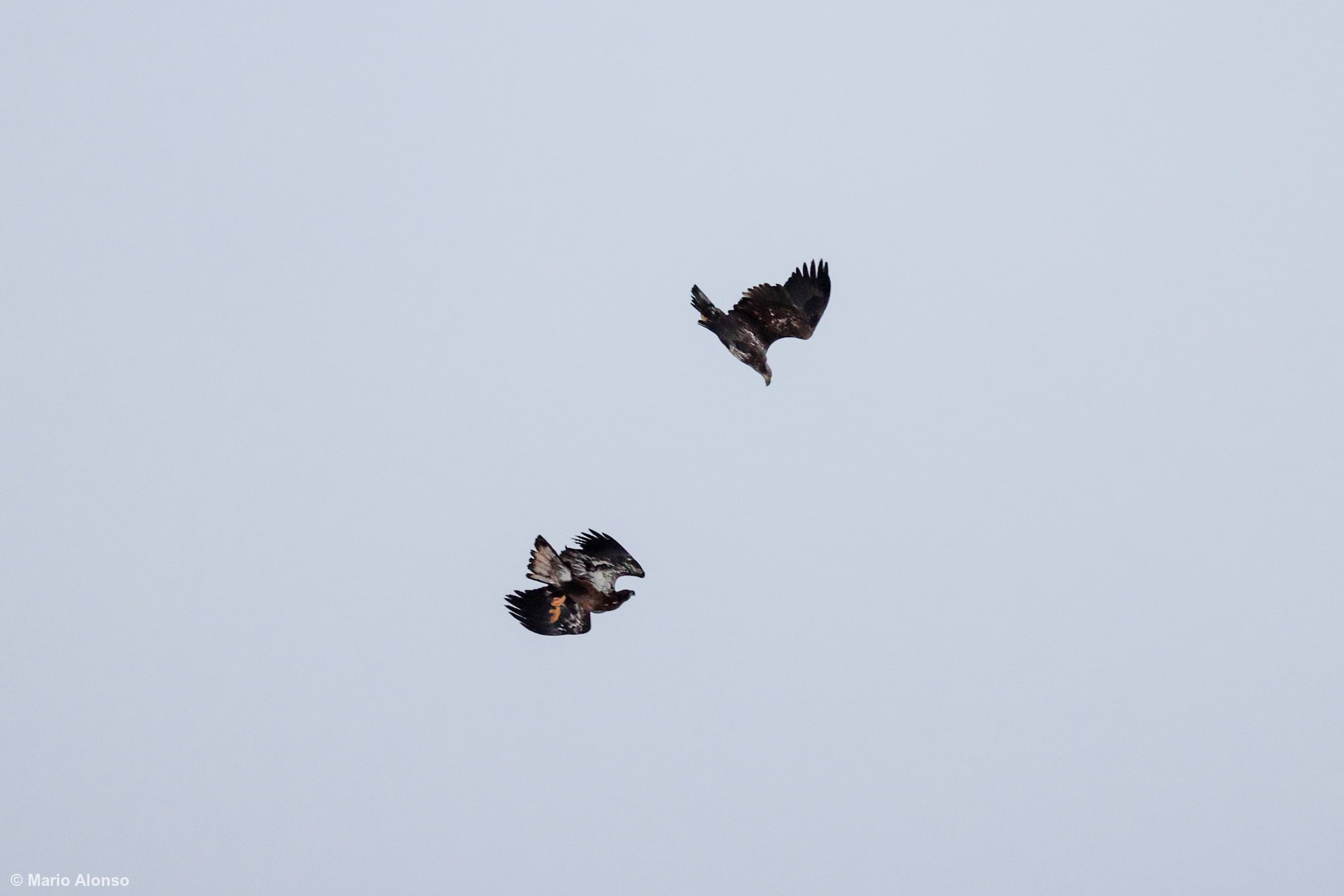 Juvenile Eagles in Courtship