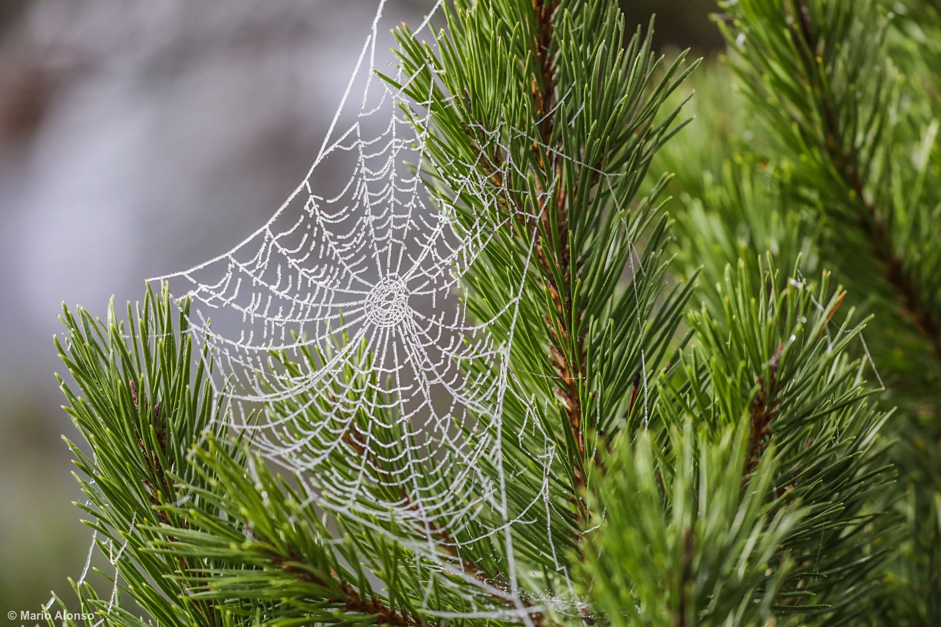 Frozen Spiderweb Pearls