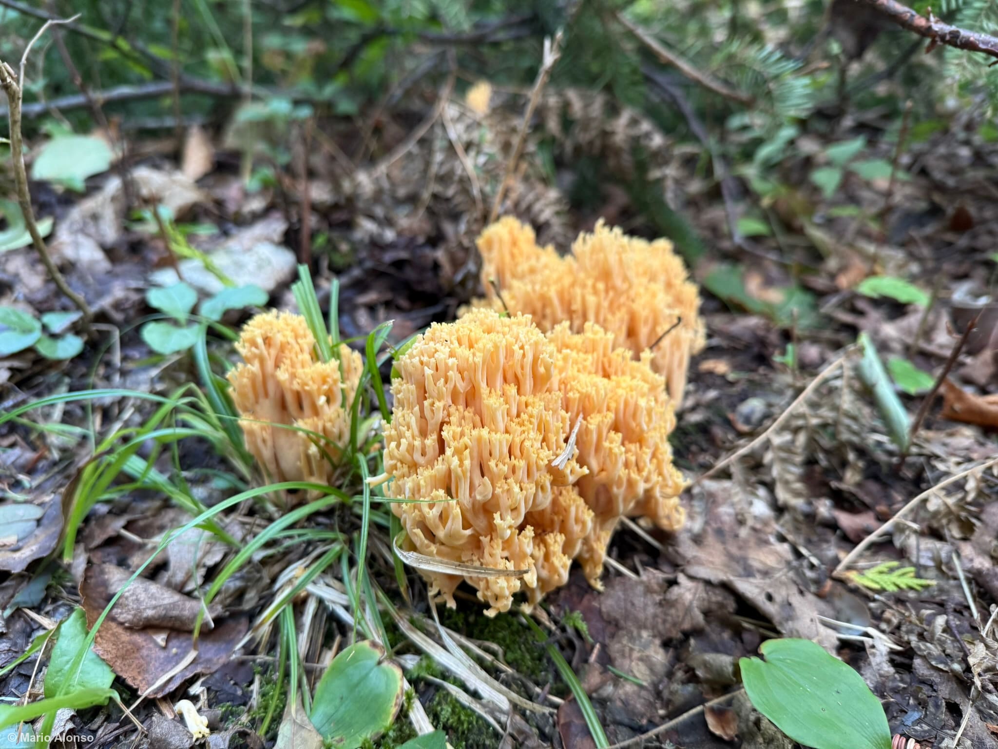 Orange Coral Fungus