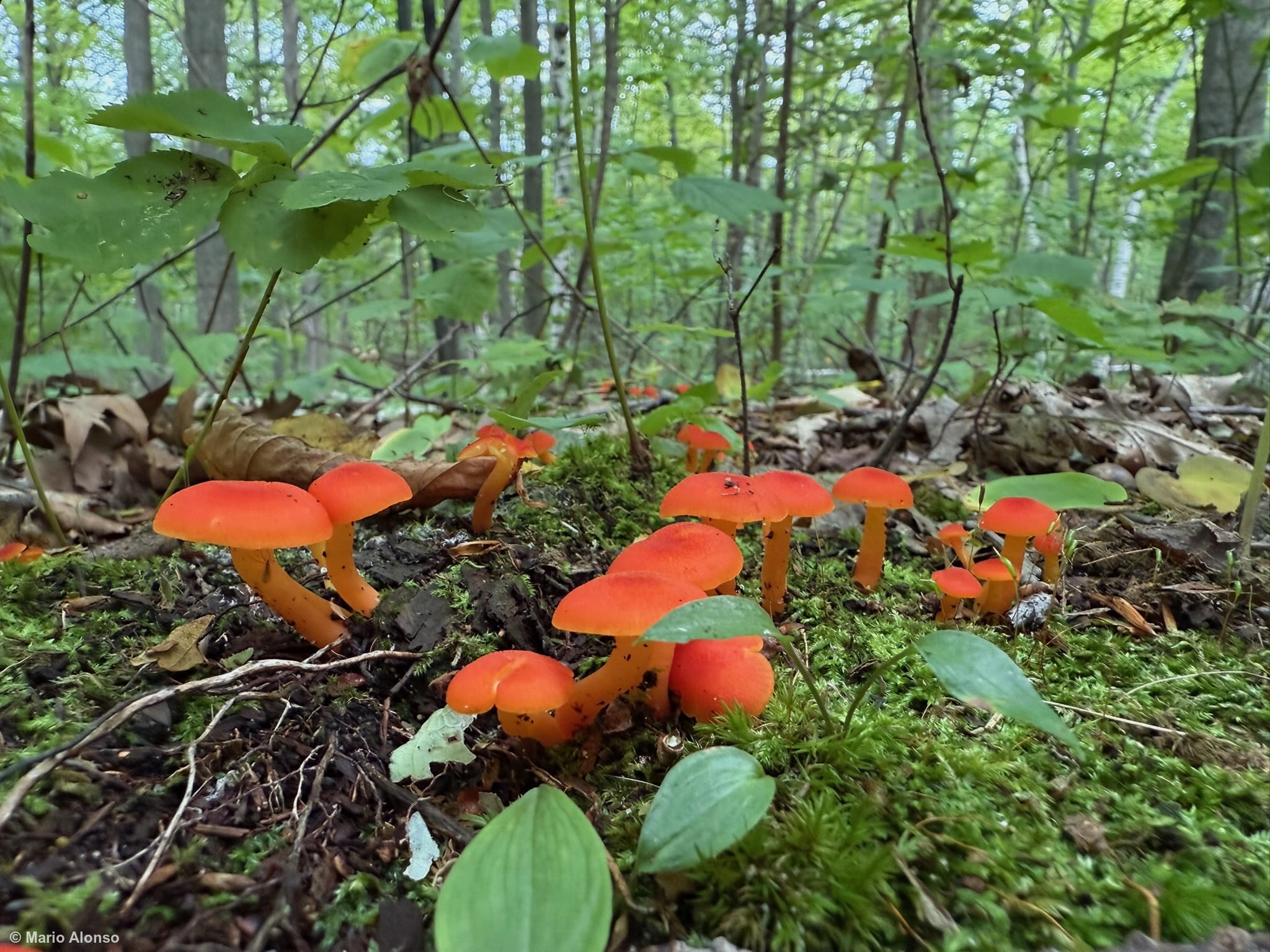 Scarlet Waxcaps Emerging