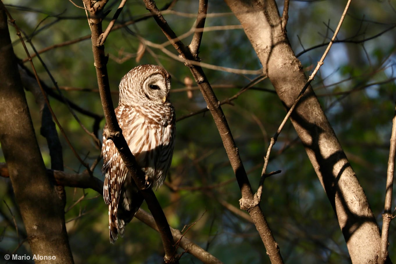 Backyard Barred Owl Sunbathing