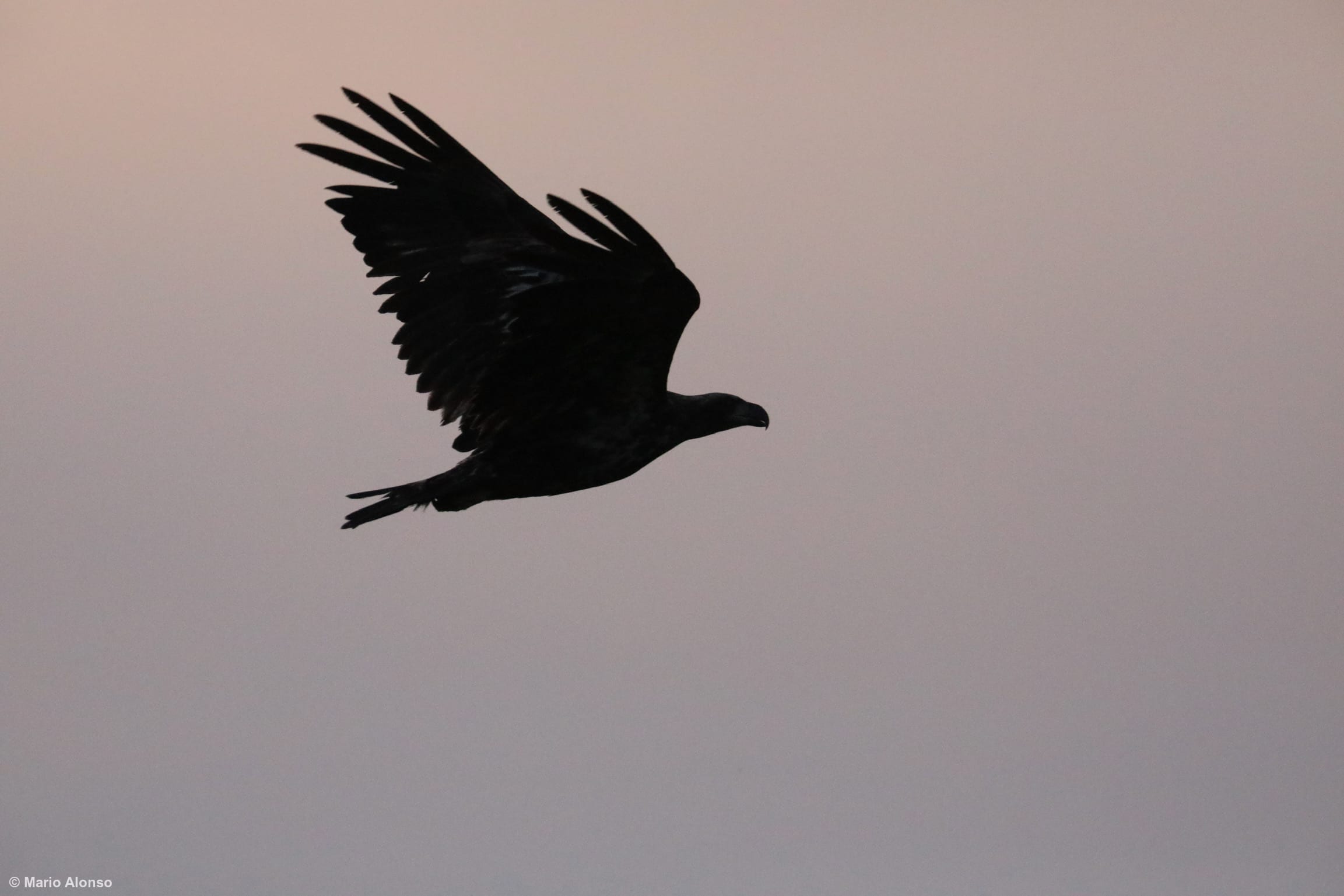 Eagle Over Maumee Marsh