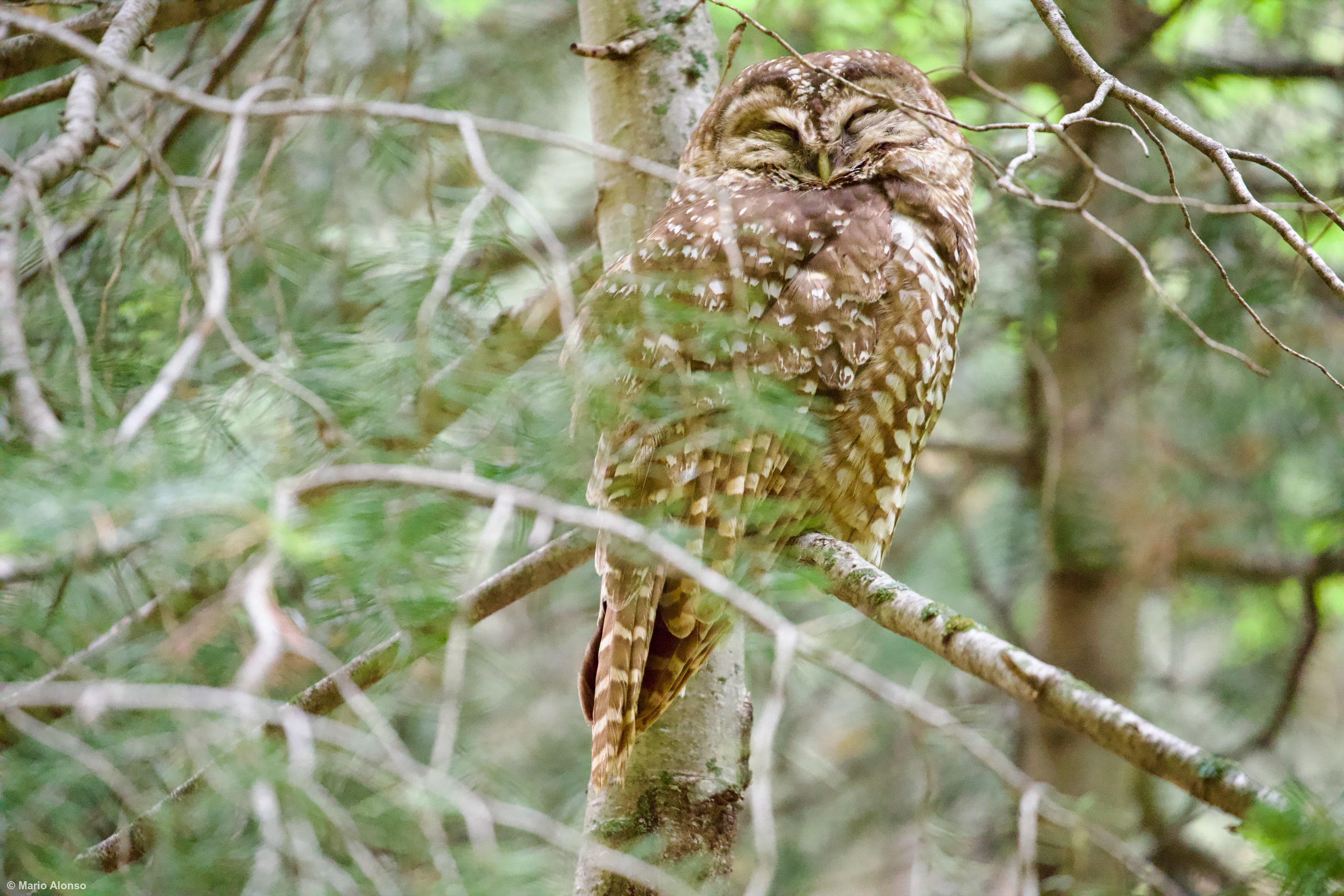 Spotted Owl Napping