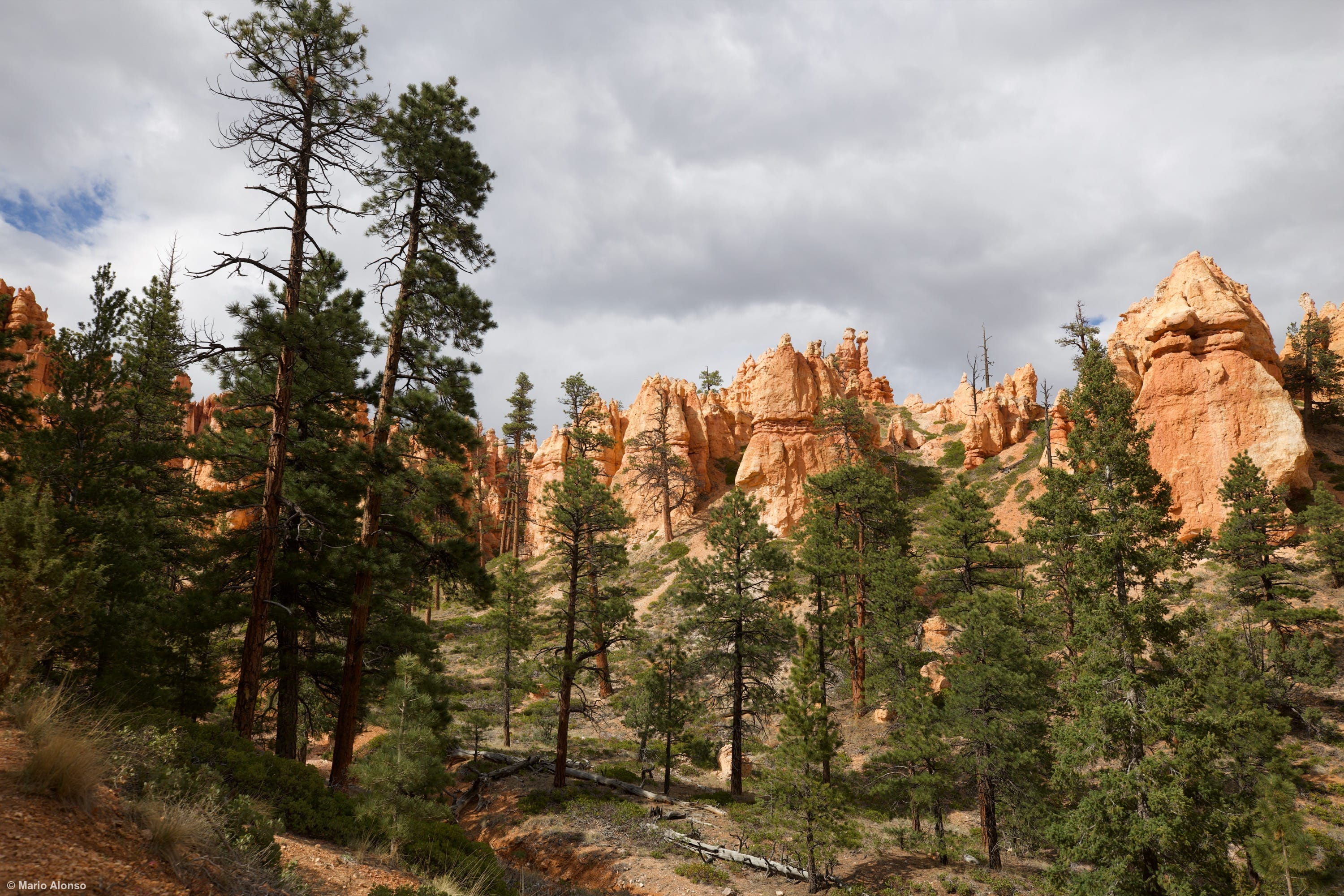 Hoodoos and Pines