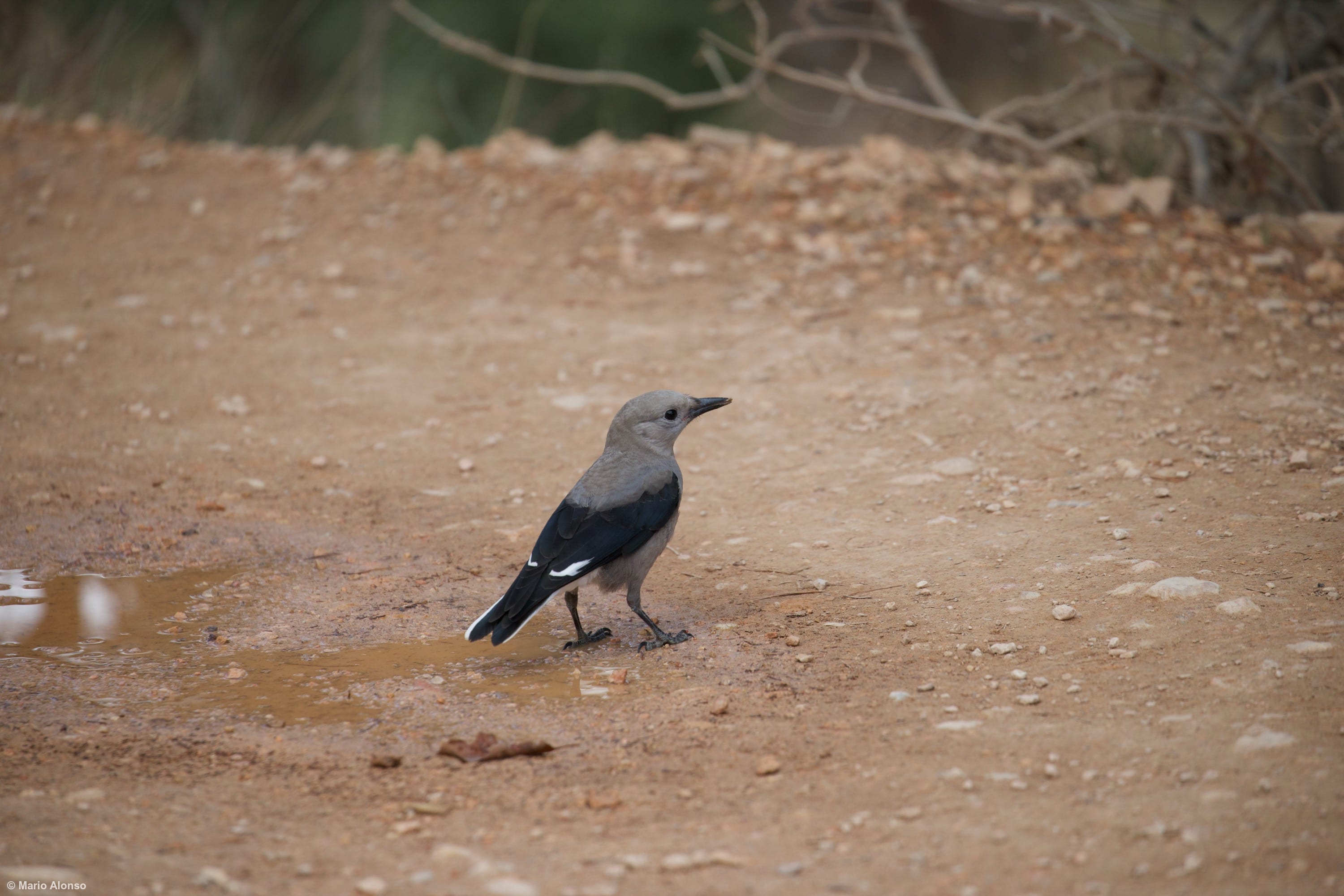 Clark's Nutcracker at Bryce
