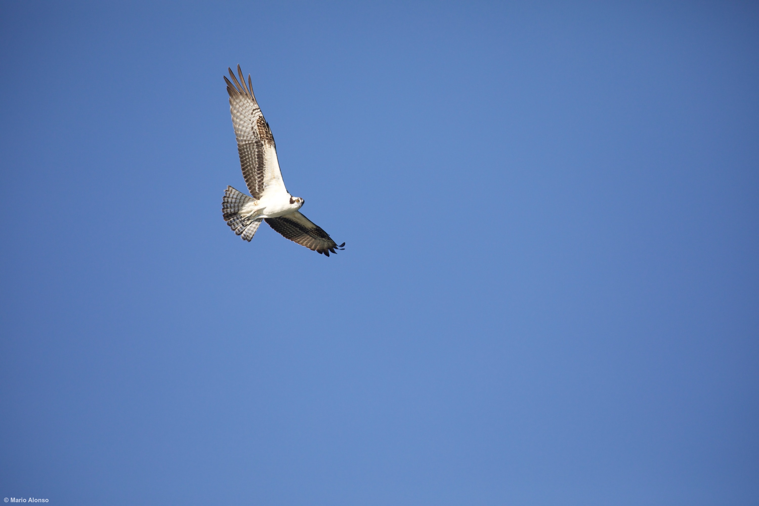Osprey in flight