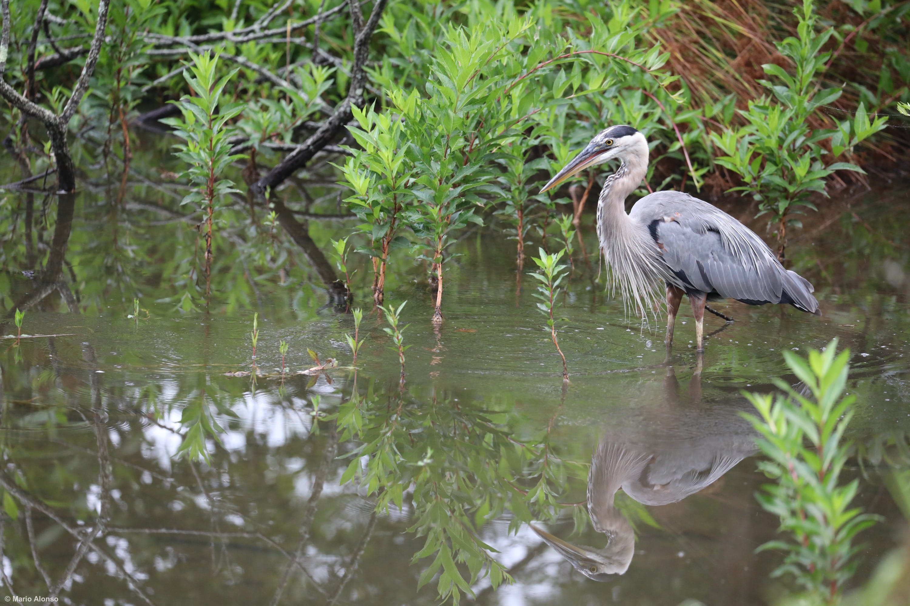 Great blue heron