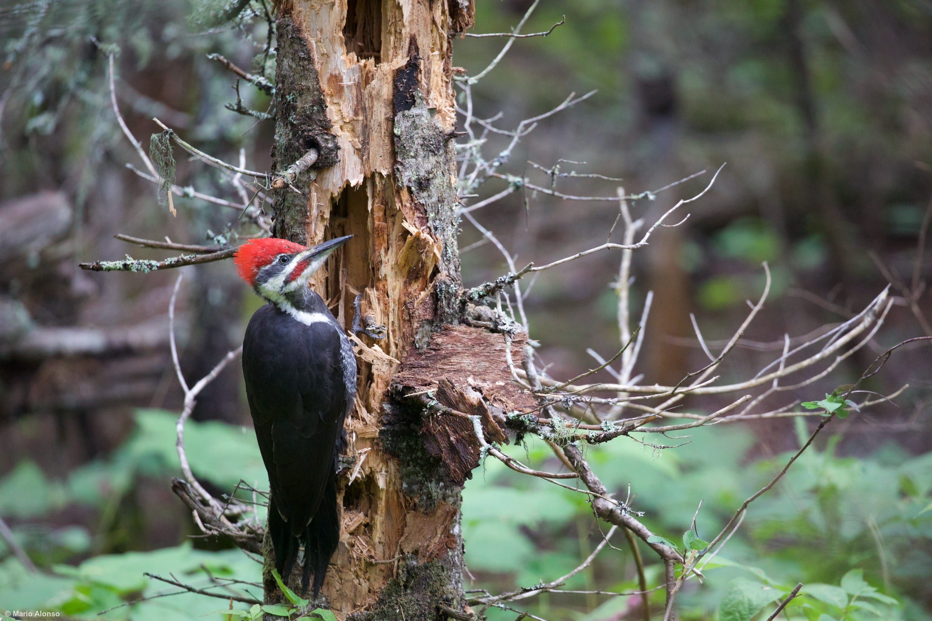 Pileated woodpecker