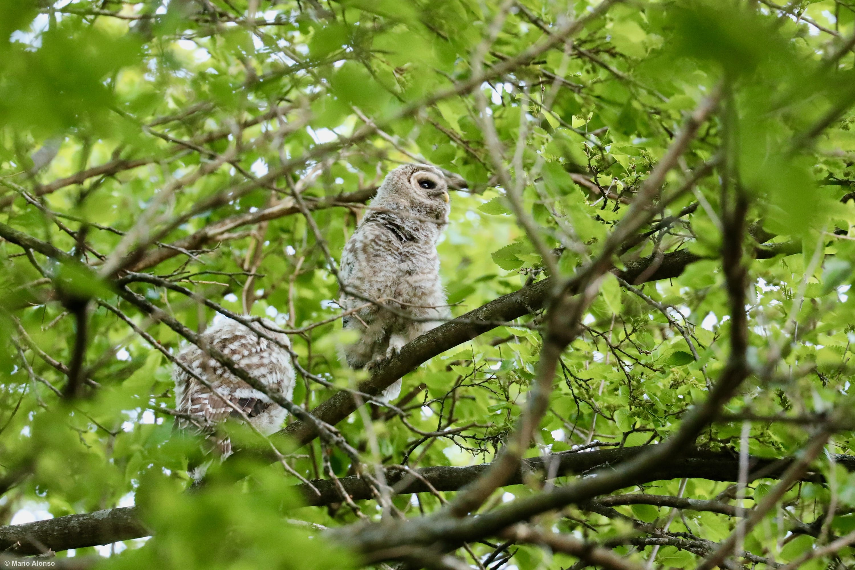 Juvenile Barred Owl with Parent