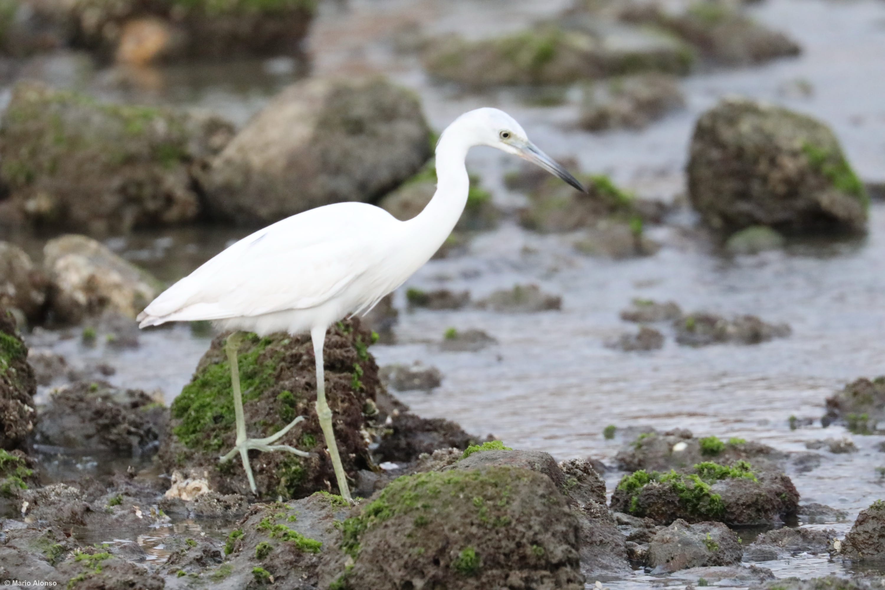 Juvenile Little Blue Heron
