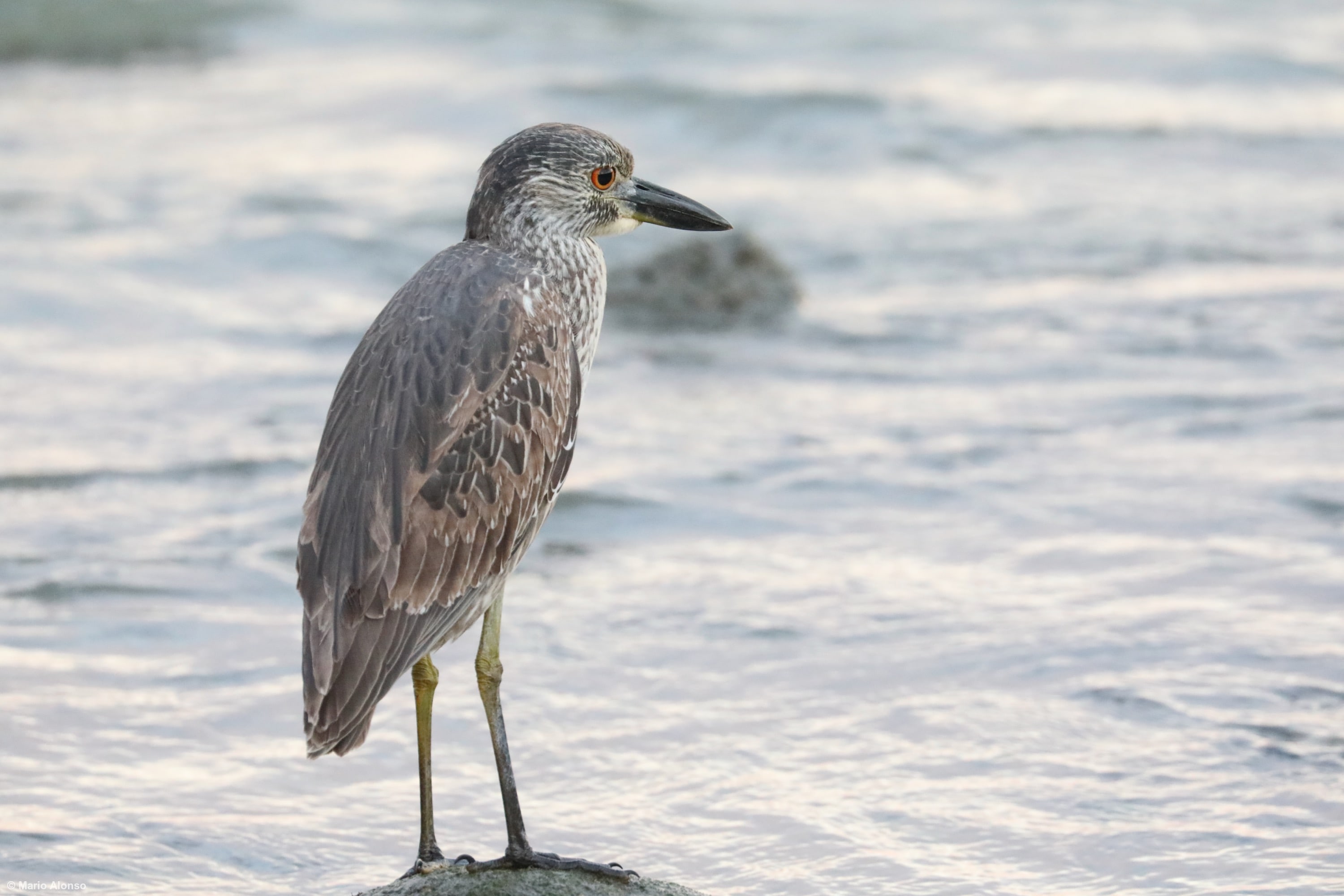 Immature Yellow-crowned Night-Heron
