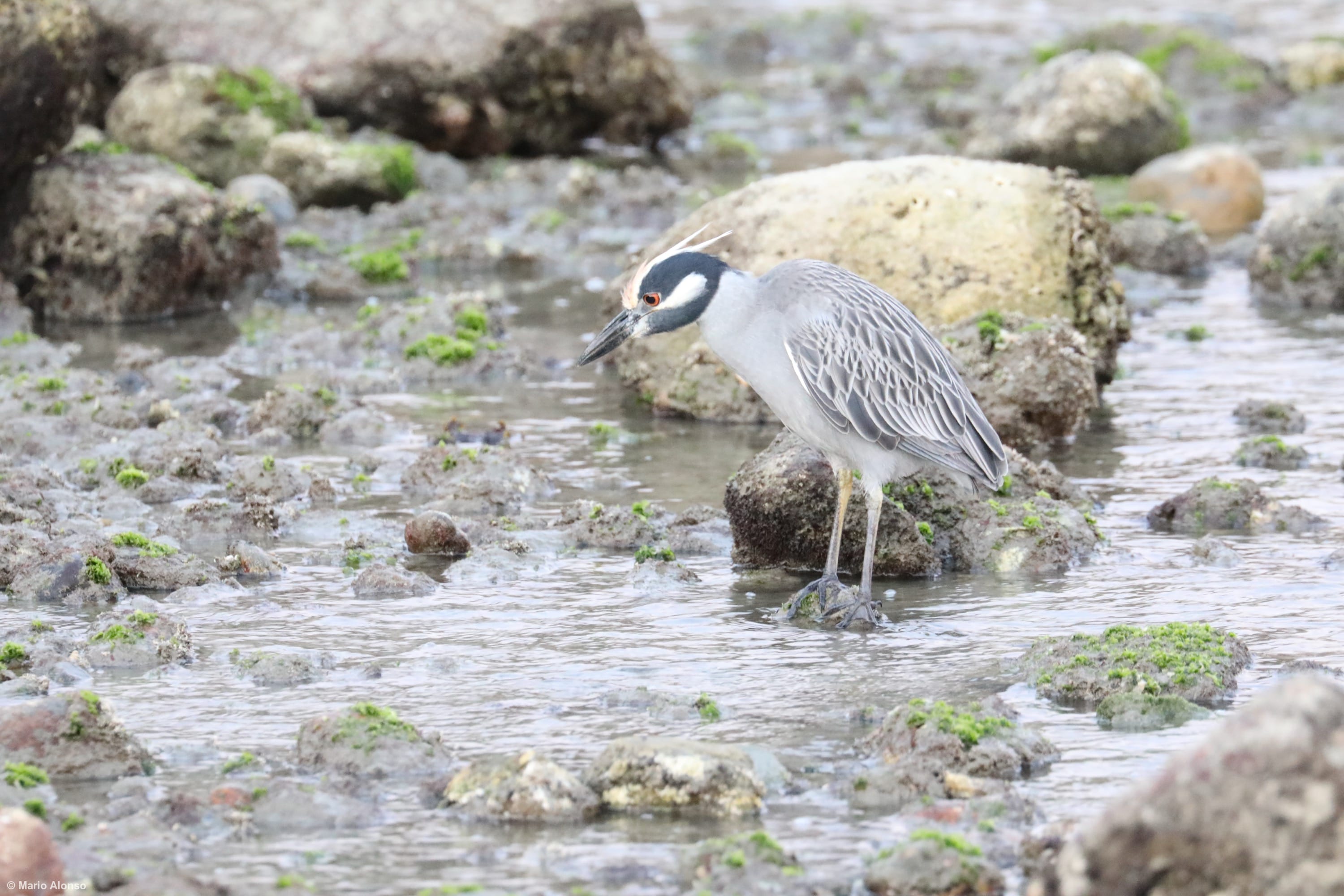 Yellow-crowned Night-Heron Foraging