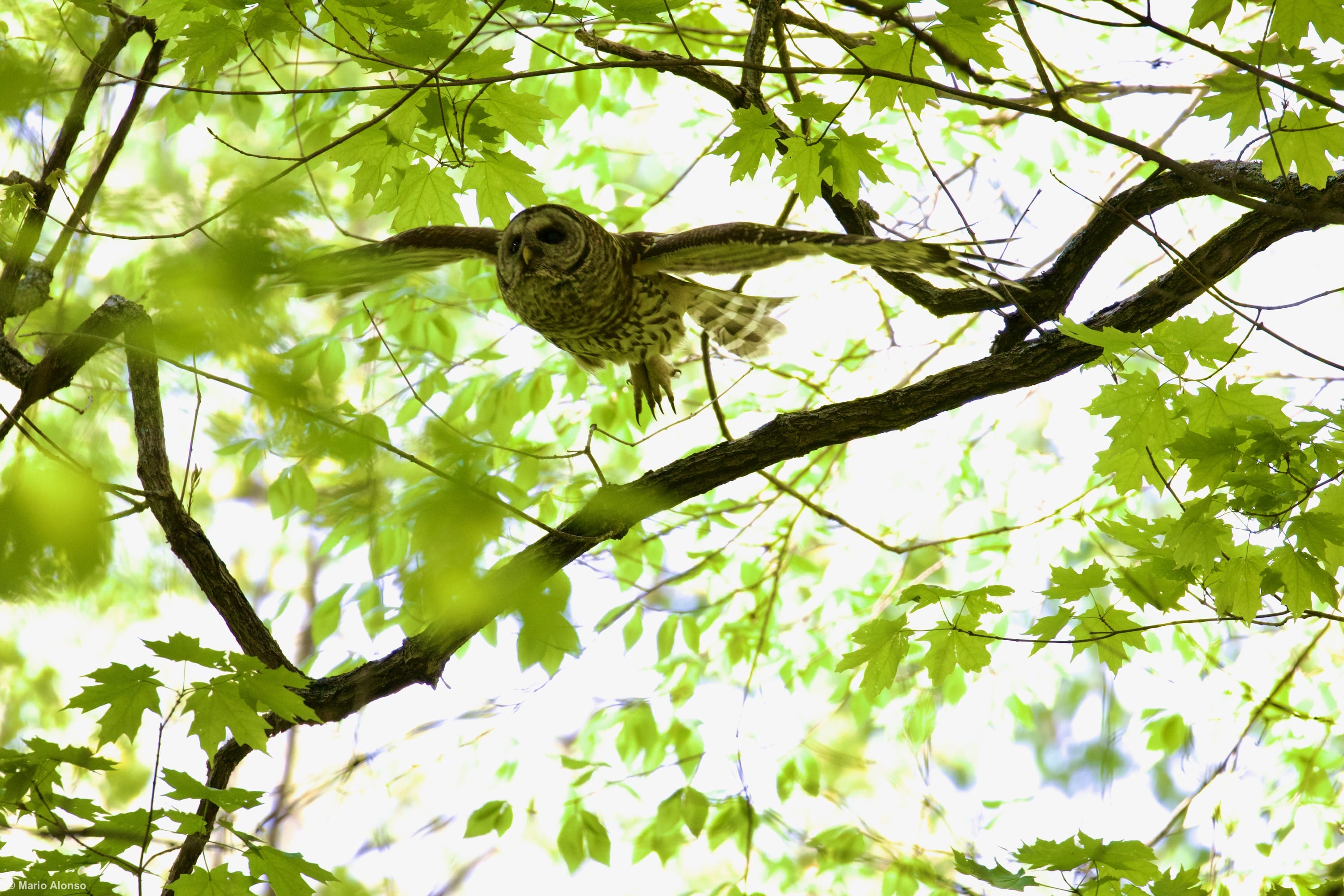Silent Barred Owl Flight