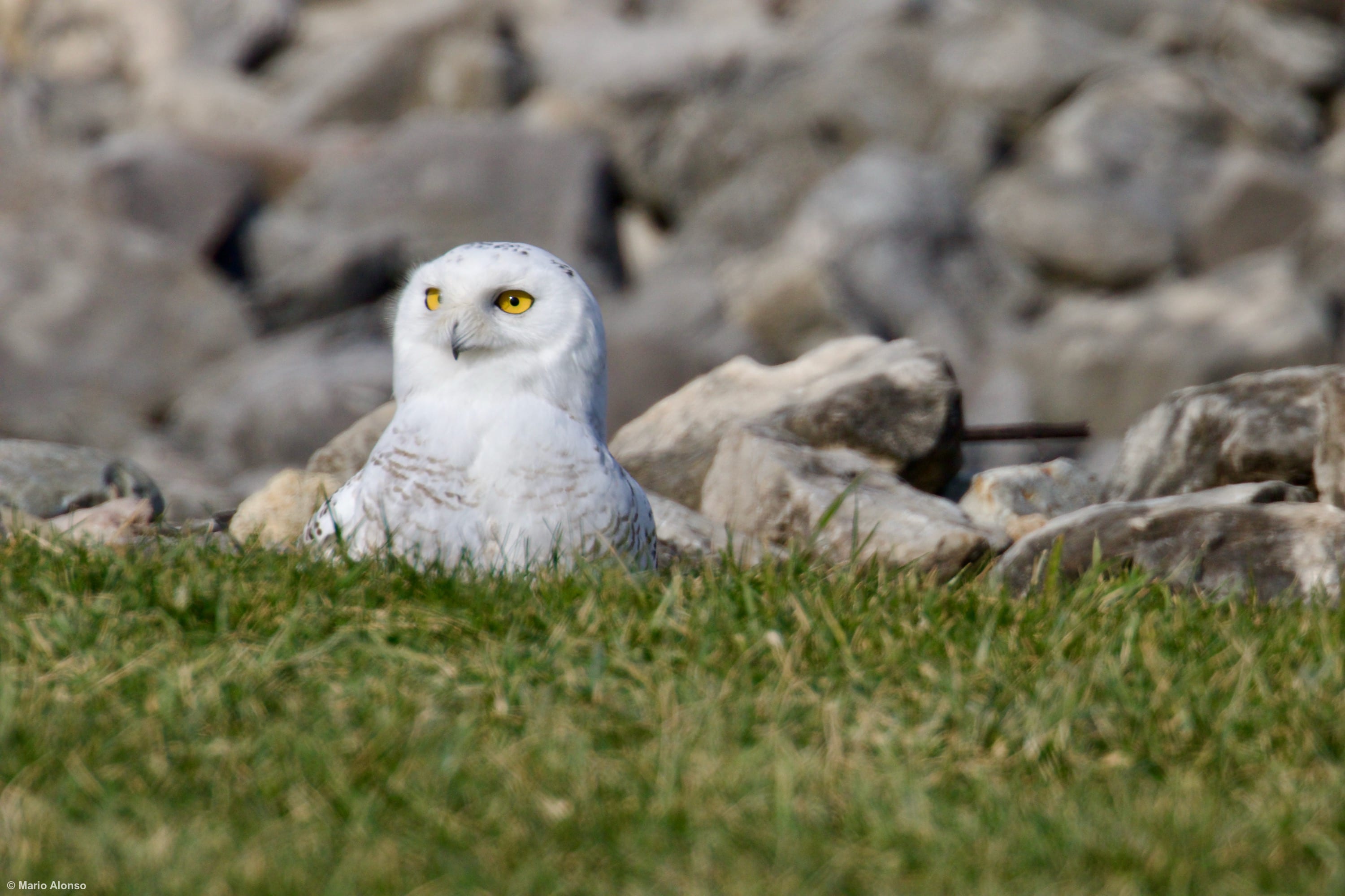 Snowy Owl Standing Watch