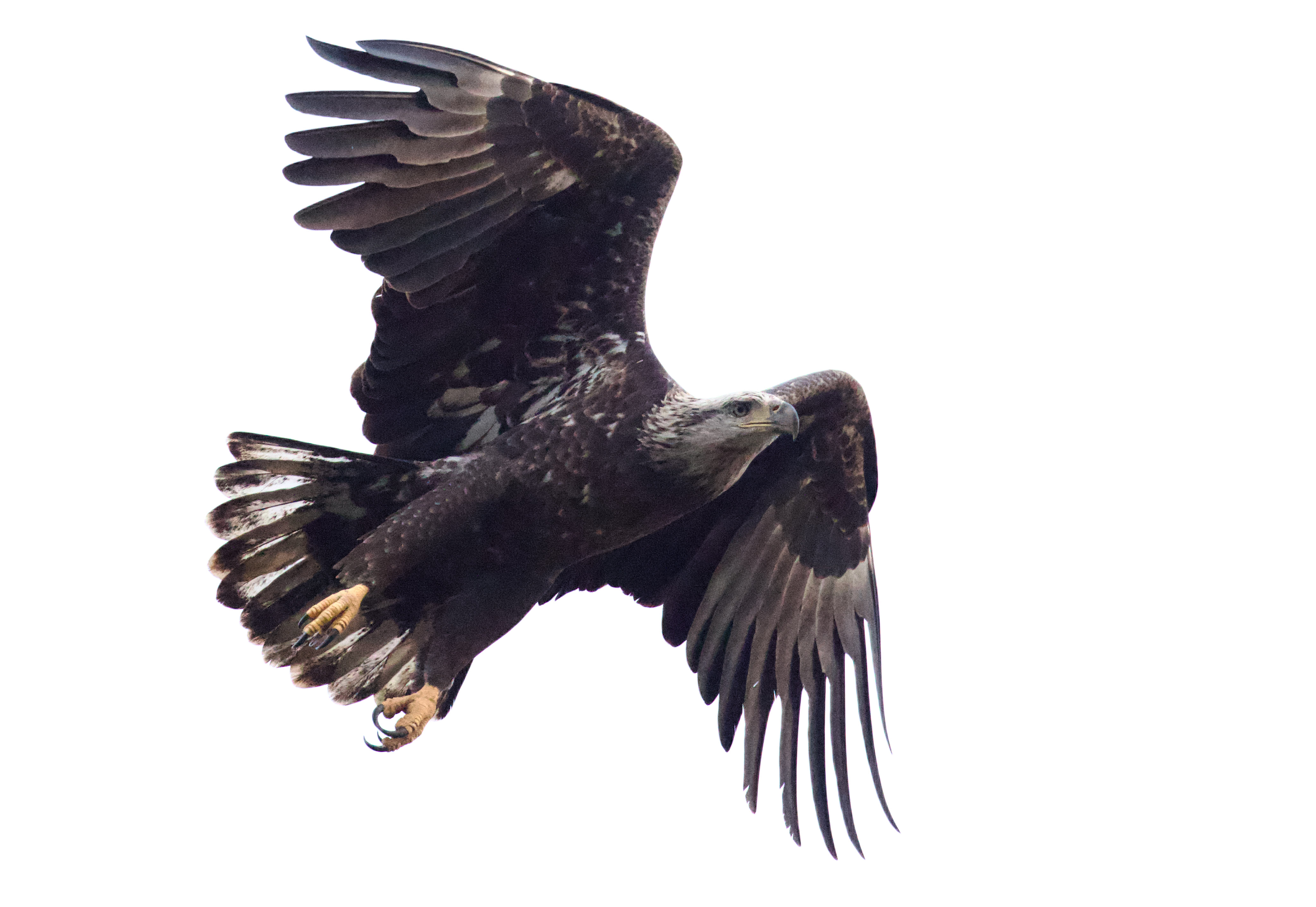 Bald Eagle in Flight