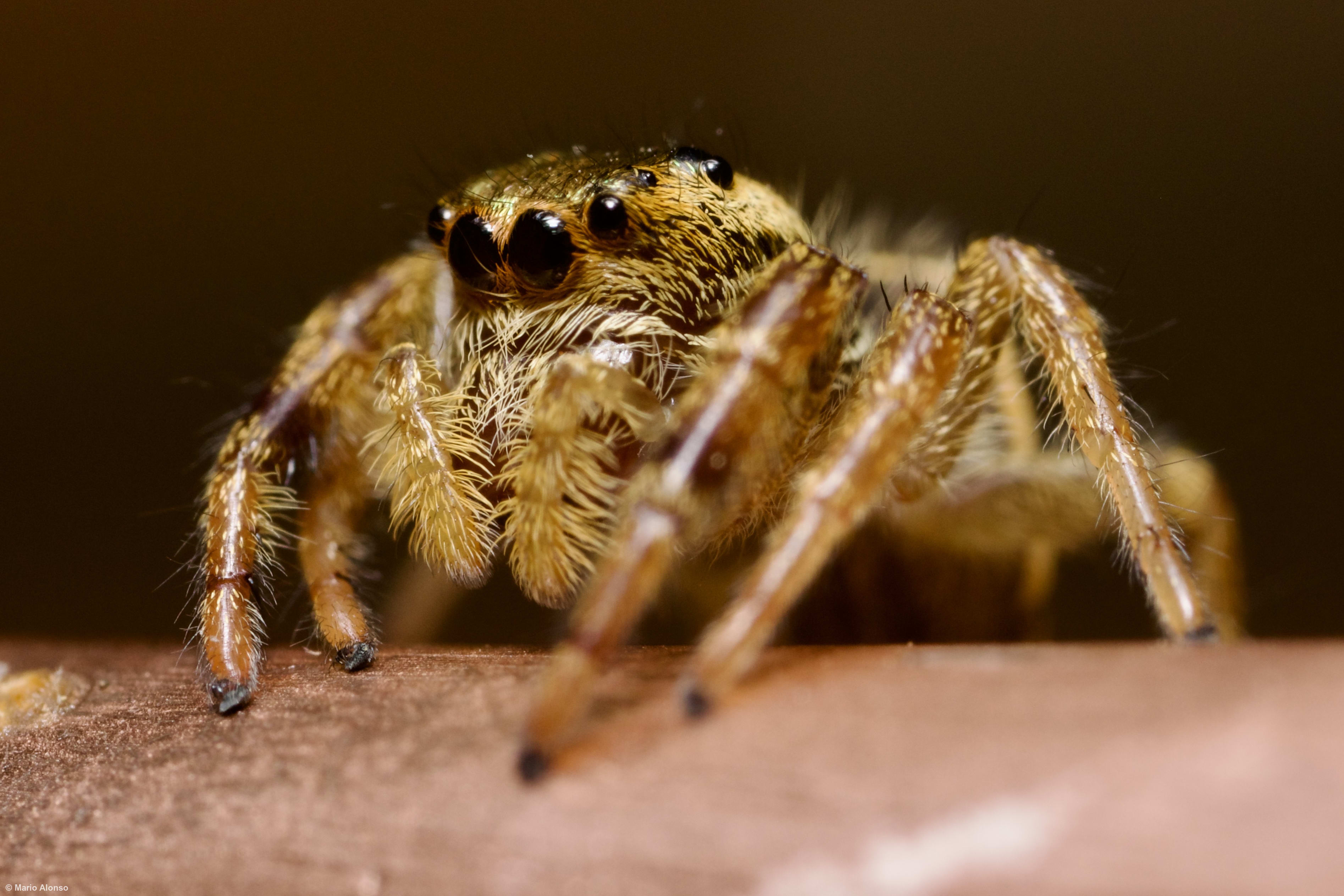 Jumping Spider Close-up