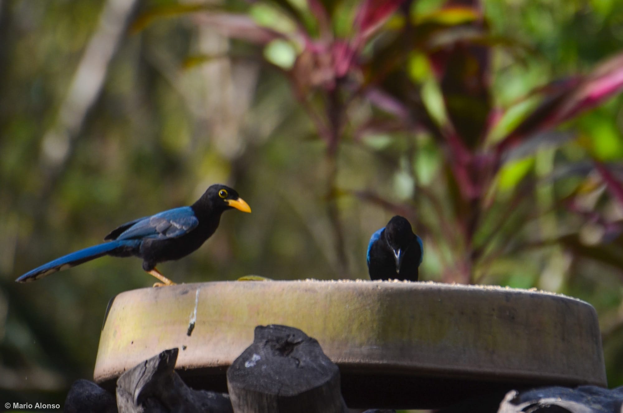 Yucatan Jay