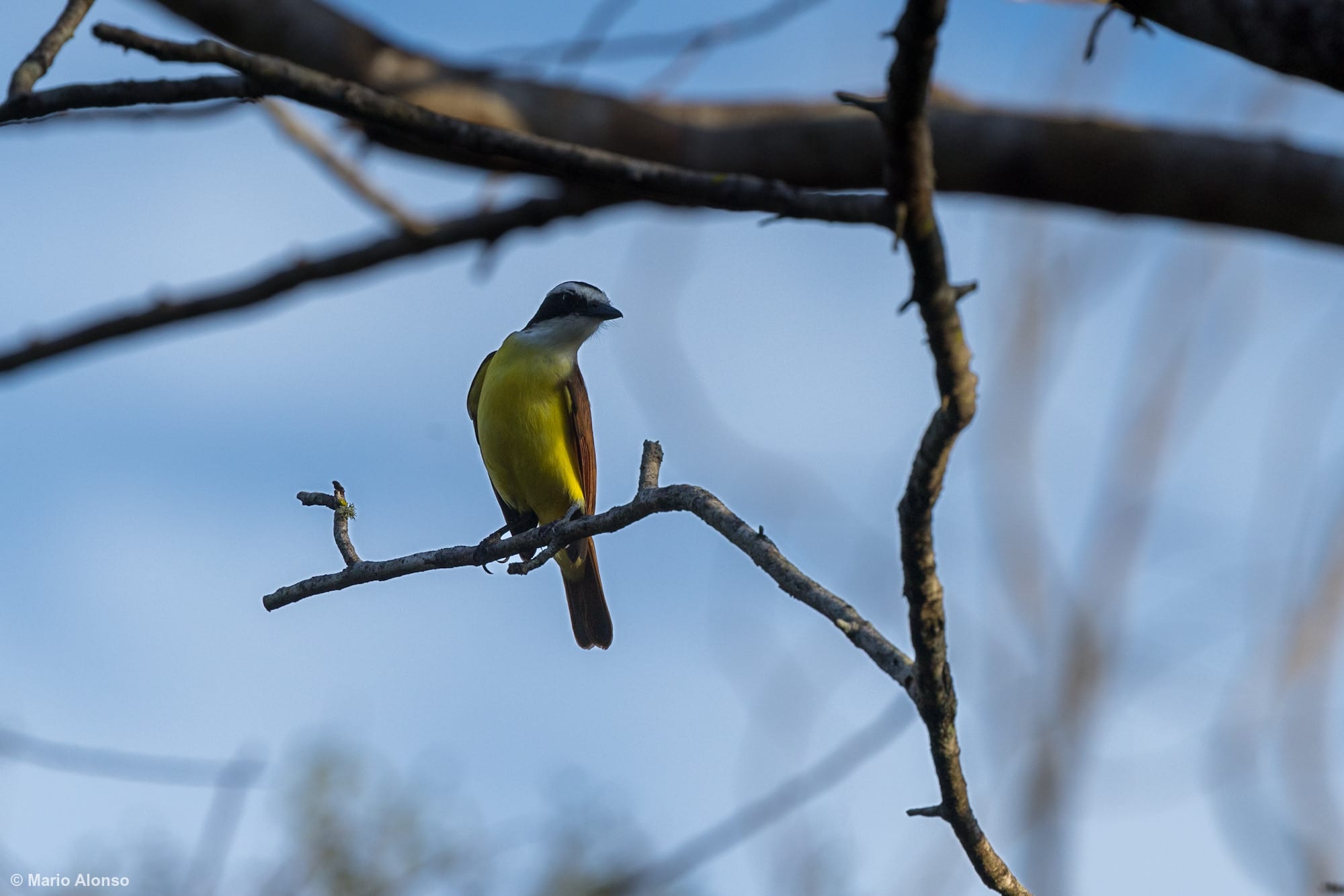 Great Kiskadee looking sidways from its perch on a twig