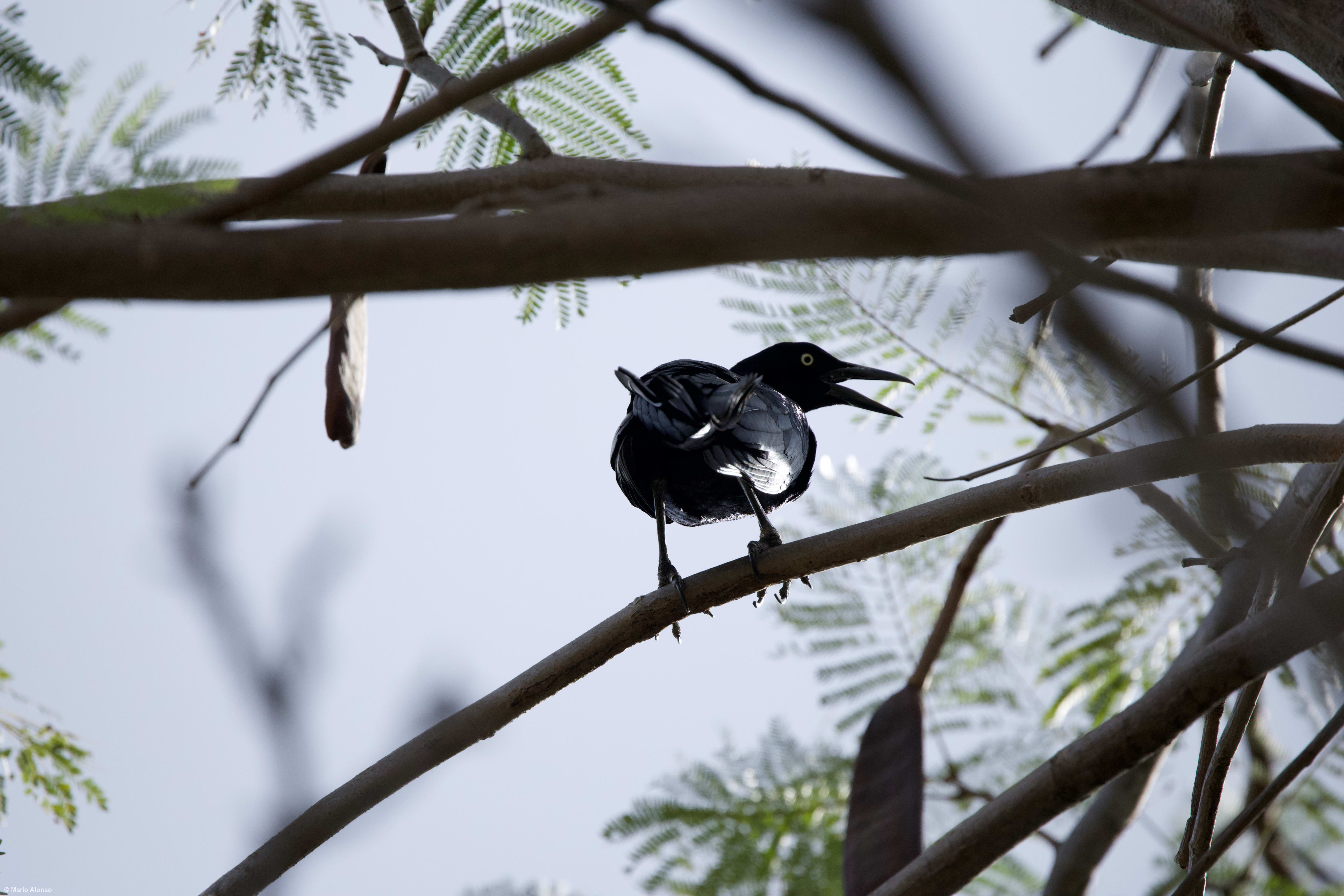 Great-tailed Grackle calling from a tree branch
