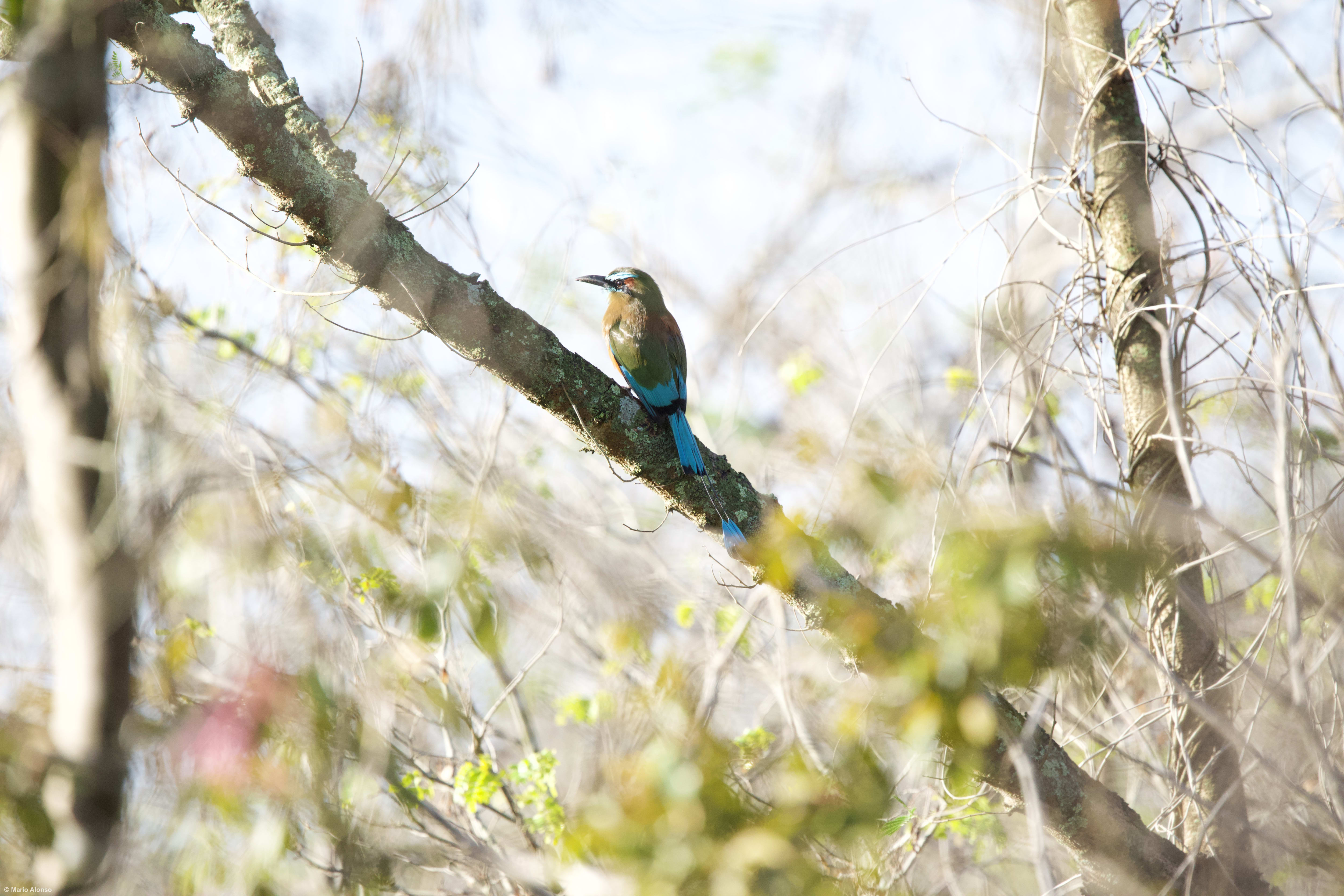 Turquoise-browed Motmot (male) on a tree, in a sunny morning