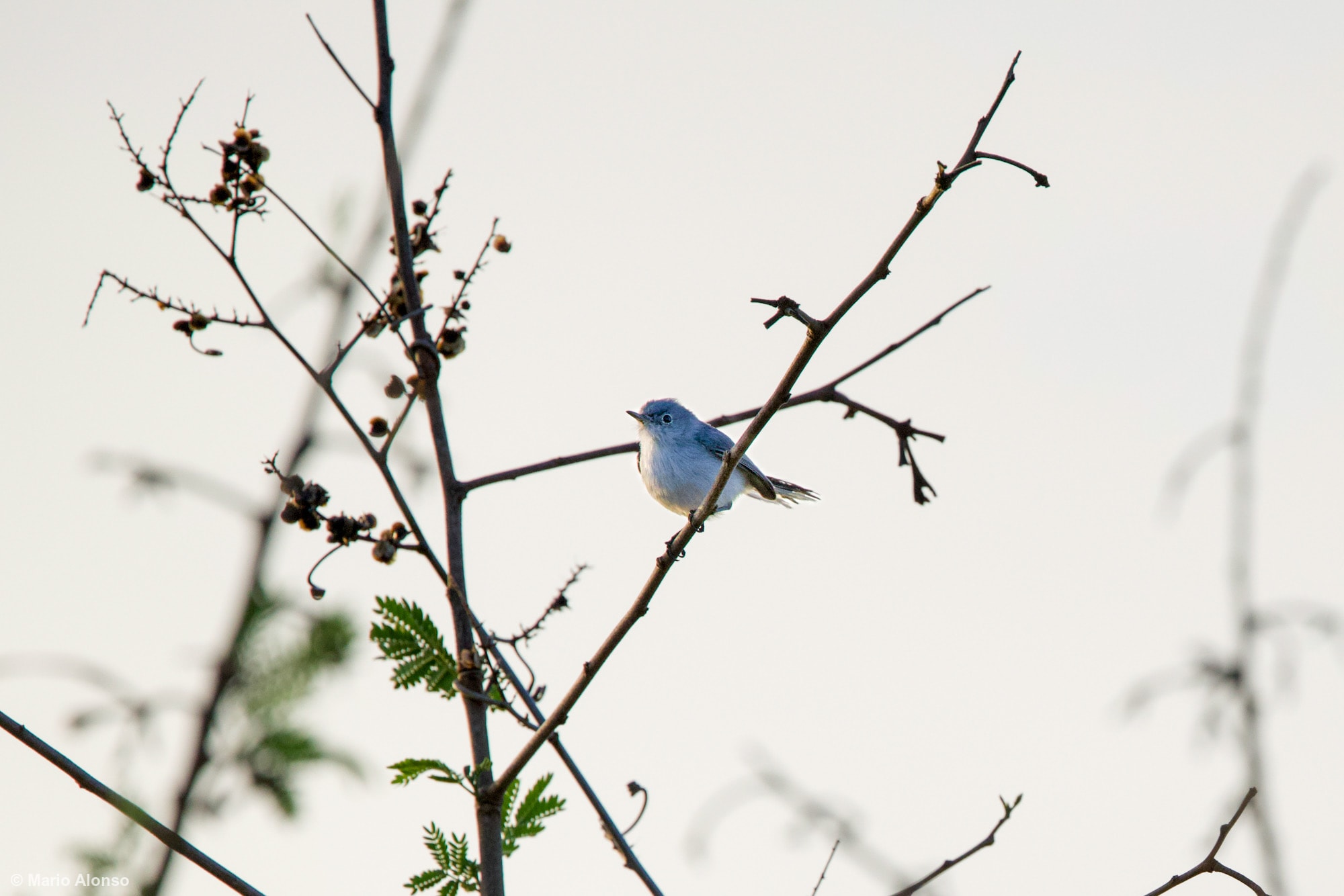 Blue-gray Gnatcatcher standing on a twig