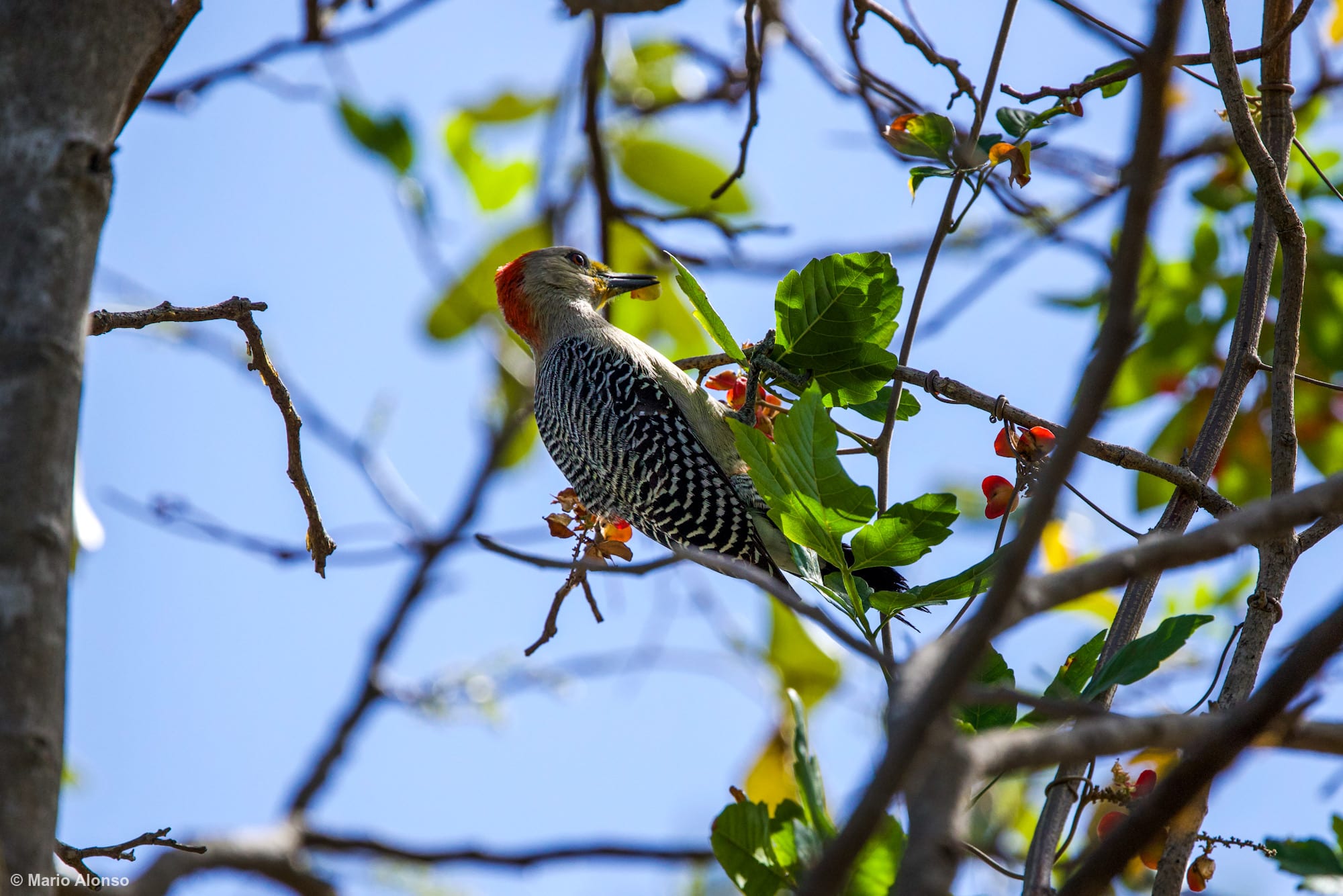 Golden-fronted Woodpecker