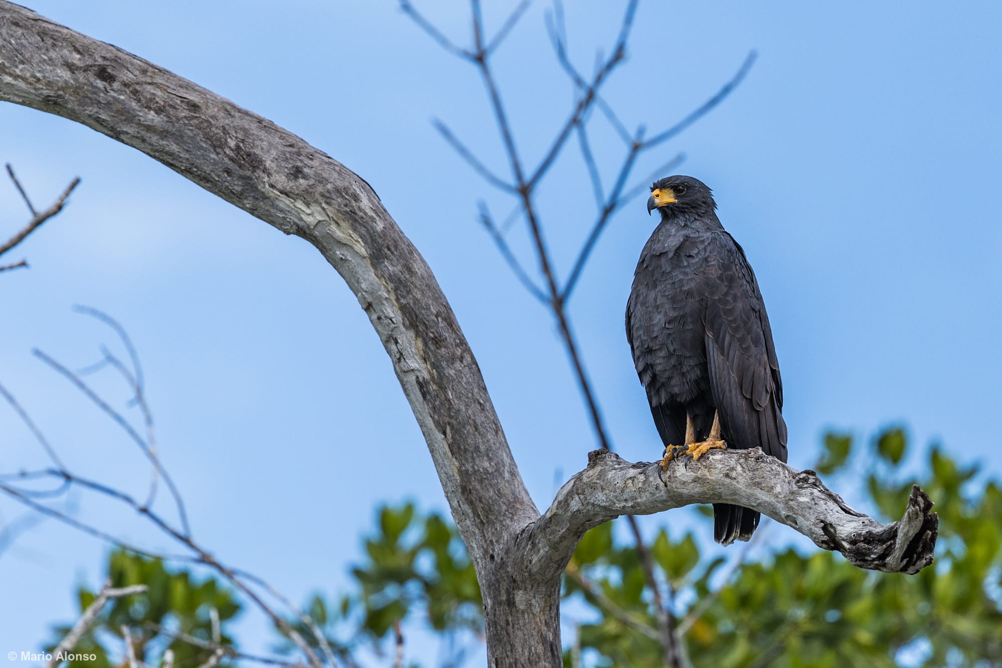 Common Black Hawk looking for its next meal