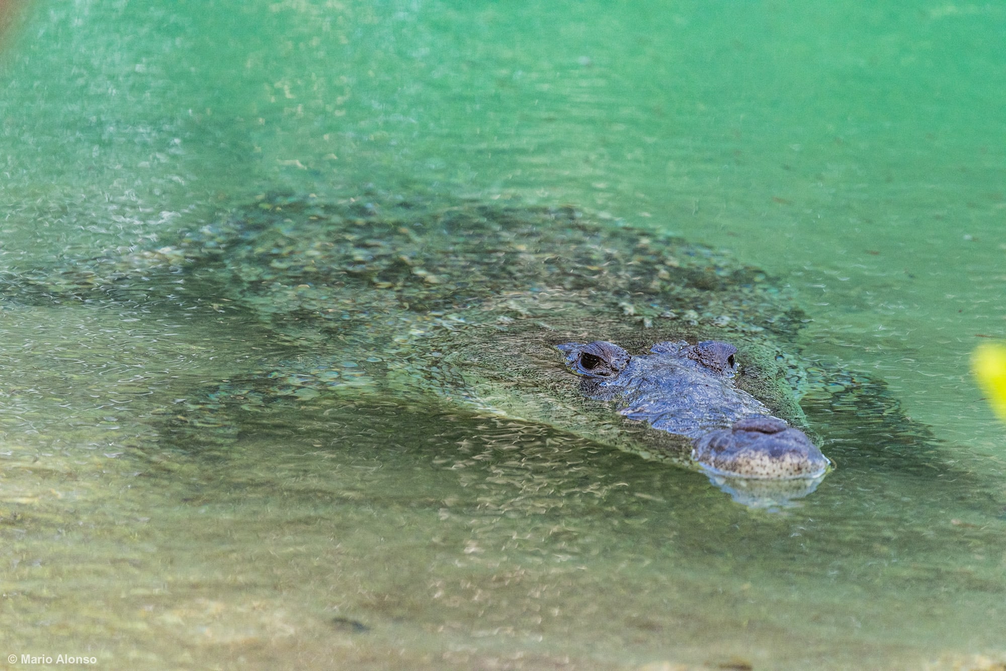Morelet's Crocodile in Cenote