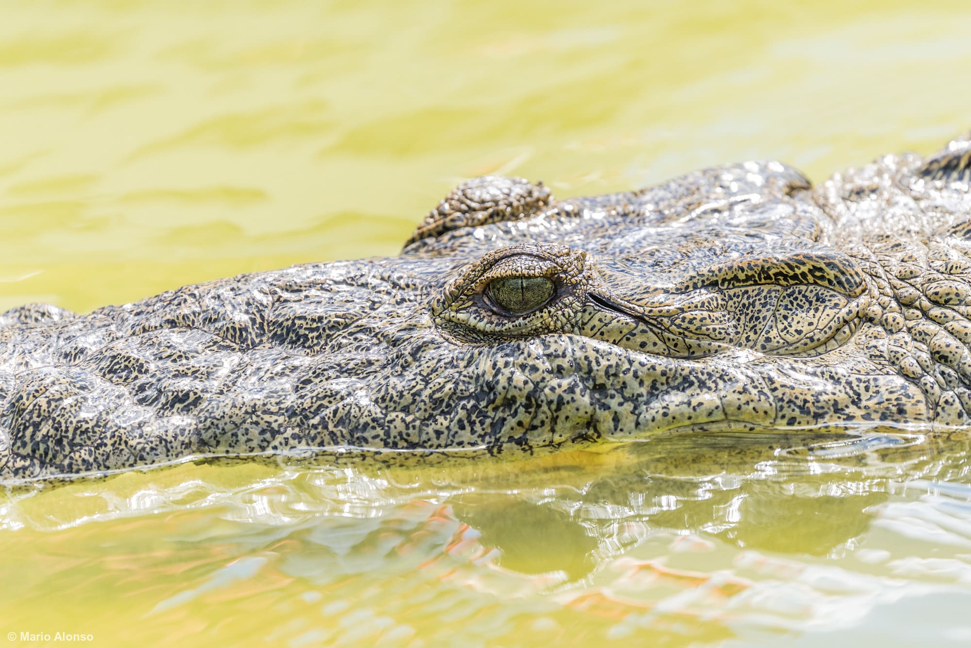 American Crocodile's head in detail