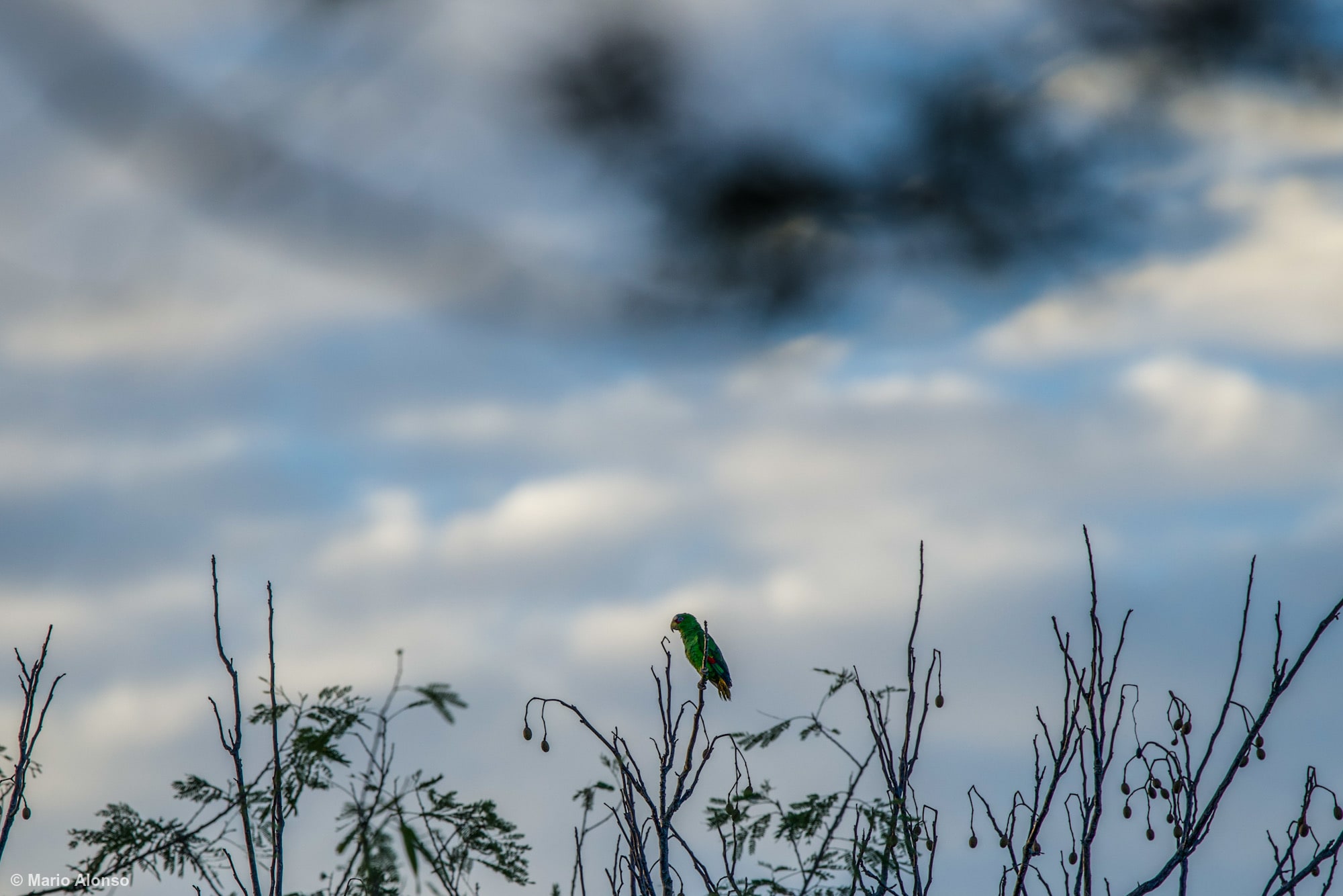 Yellow-headed Amazon on treetop during a dramatic sunrise