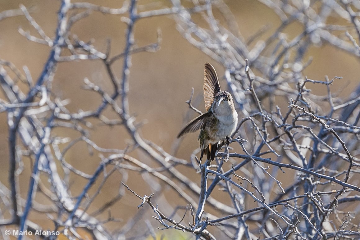 Mexican Sheartail