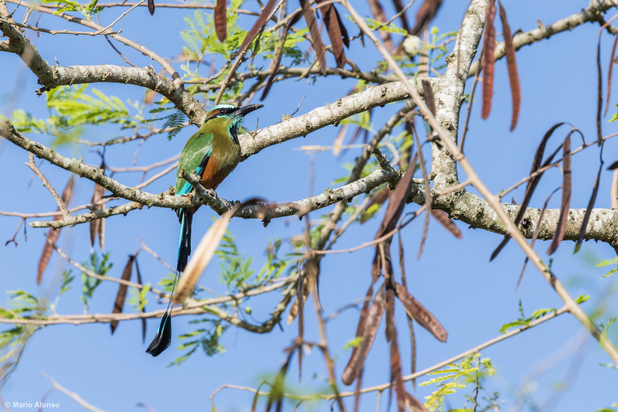 Turquoise-browed Motmot (male) on a tamarin tree
