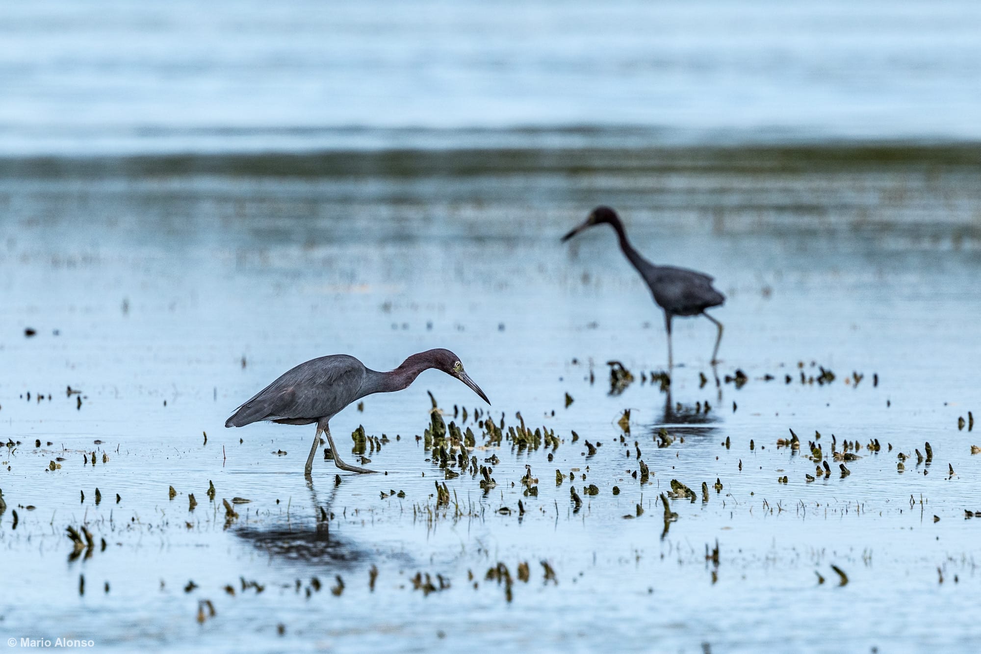 Little Blue Heron