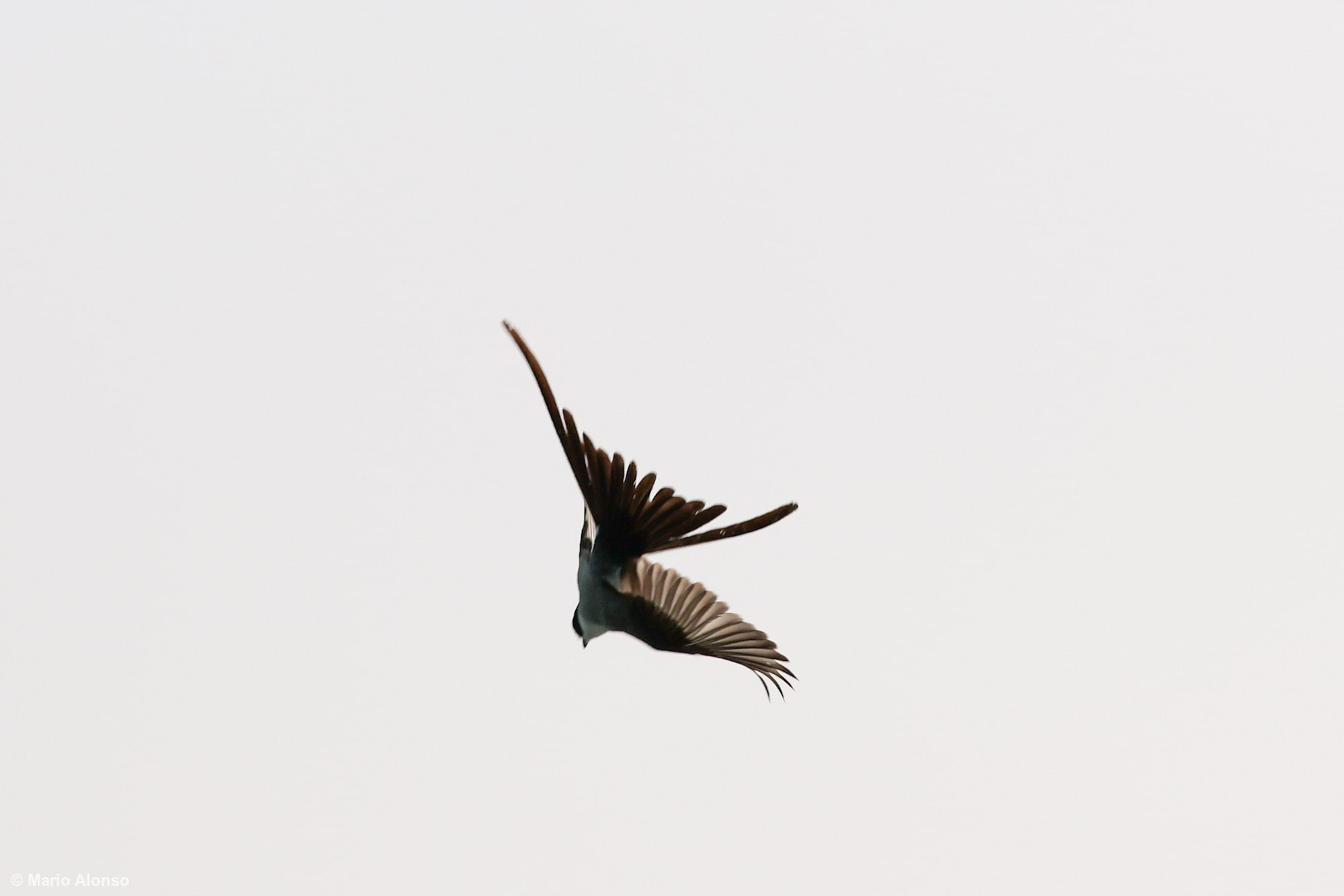 Fork-tailed Flycatcher in Flight